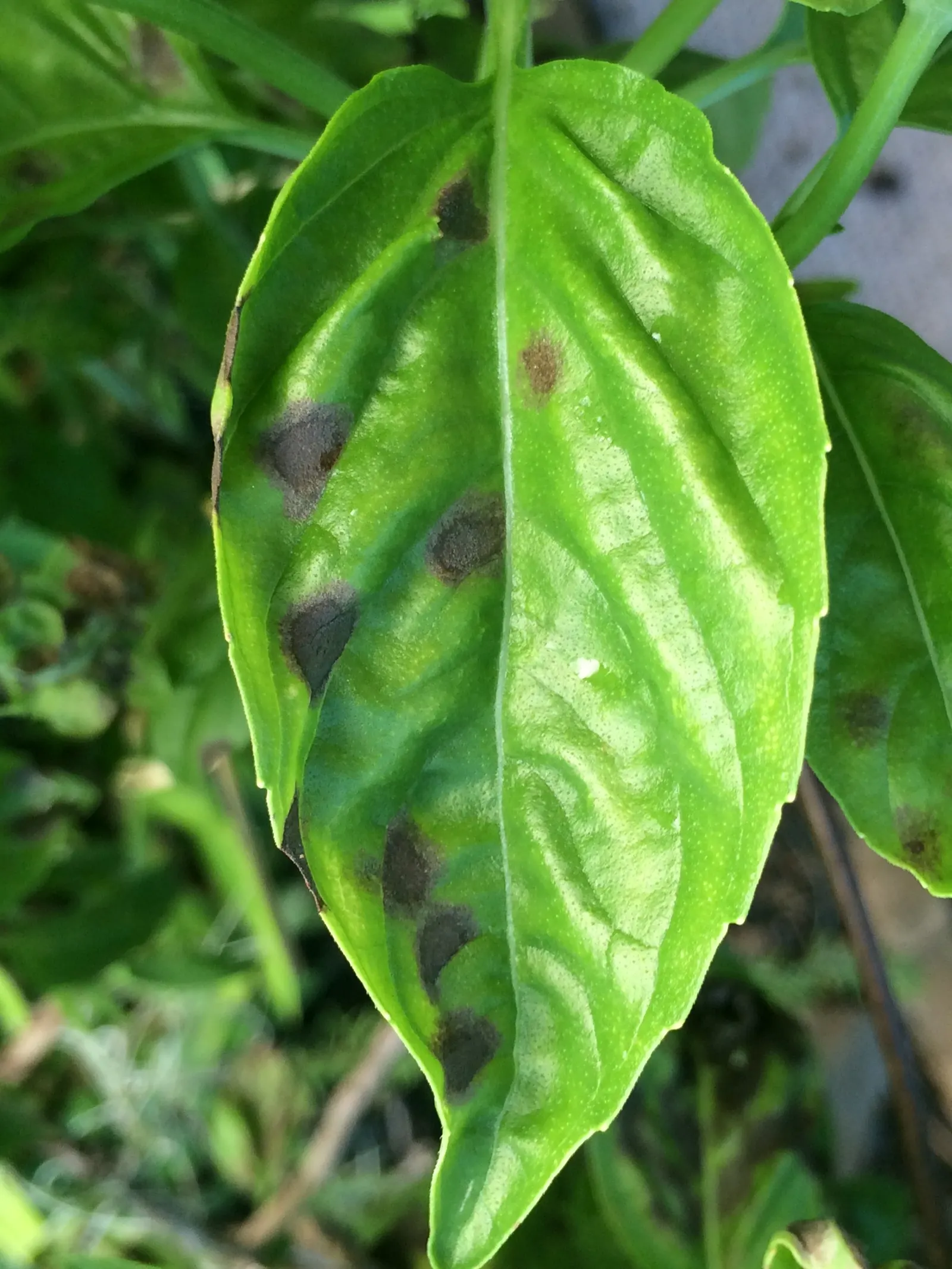 Basil (Ocimum Basilicum) — accentuating its utility and allure