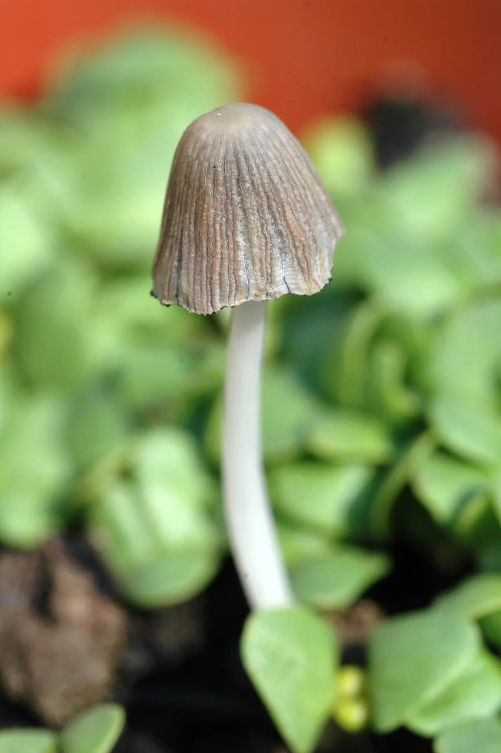 Basil (Ocimum Basilicum) — It requires consistent moisture