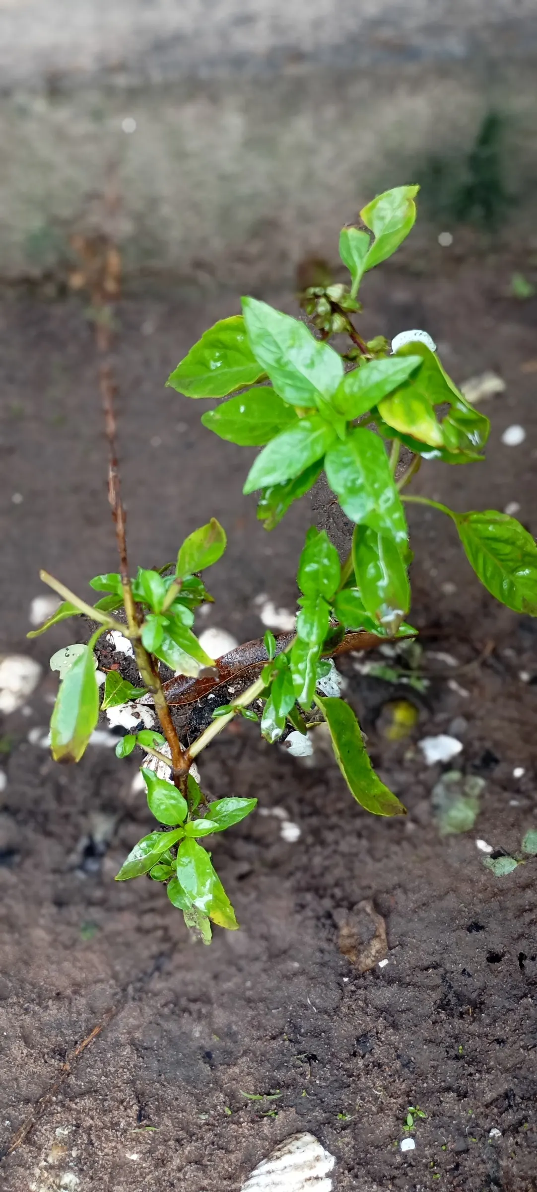 Basil (Ocimum Basilicum) — its aromatic foliage is used in culinary dishes and deters pests