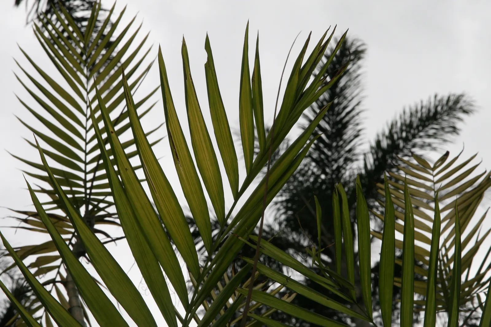 Mexican Bamboo Palm (Chamaedorea Microspadix) — Ideal for understory planting and tropical themes; palm / shrub for half or shade, image 29