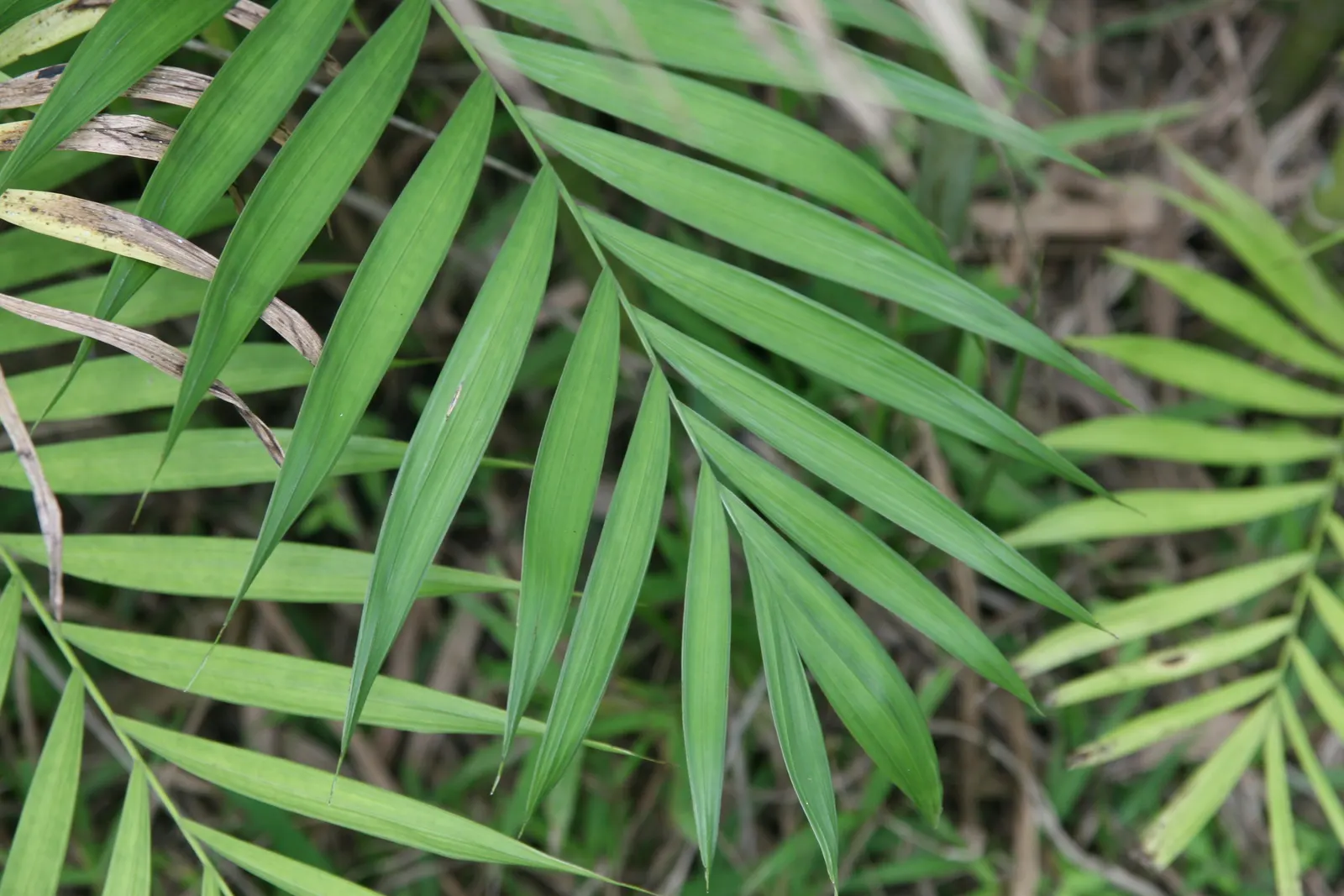 Mexican Bamboo Palm (Chamaedorea Microspadix) — Ideal for understory planting and tropical themes; palm / shrub for half or shade, image 37