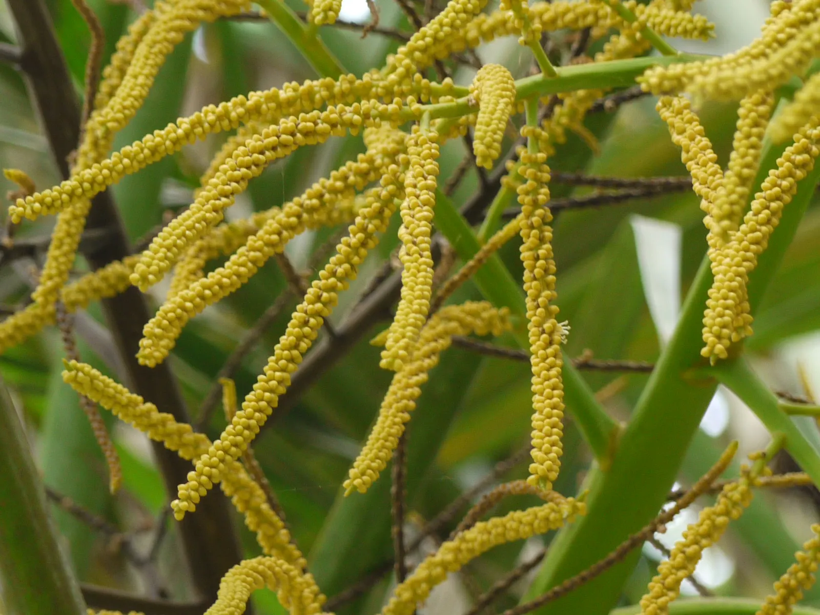 Mexican Bamboo Palm (Chamaedorea Microspadix) — It matures to a modest height of around 5-7 feet, with clumping, bamboo-like stems and lush green, image 67