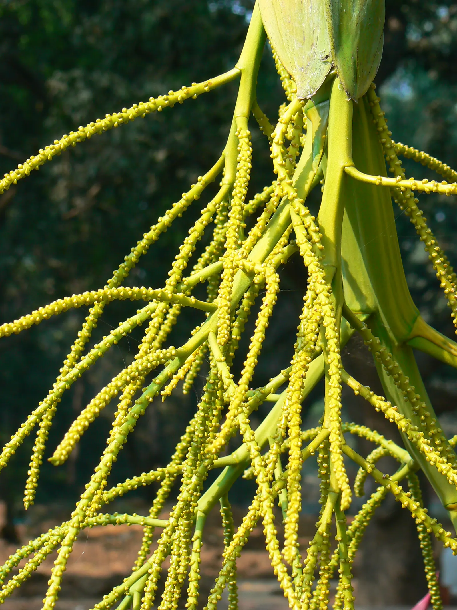 Mexican Bamboo Palm (Chamaedorea Microspadix) — dense texture and requires moderate watering; perfect for accenting shaded garden spots, image 62