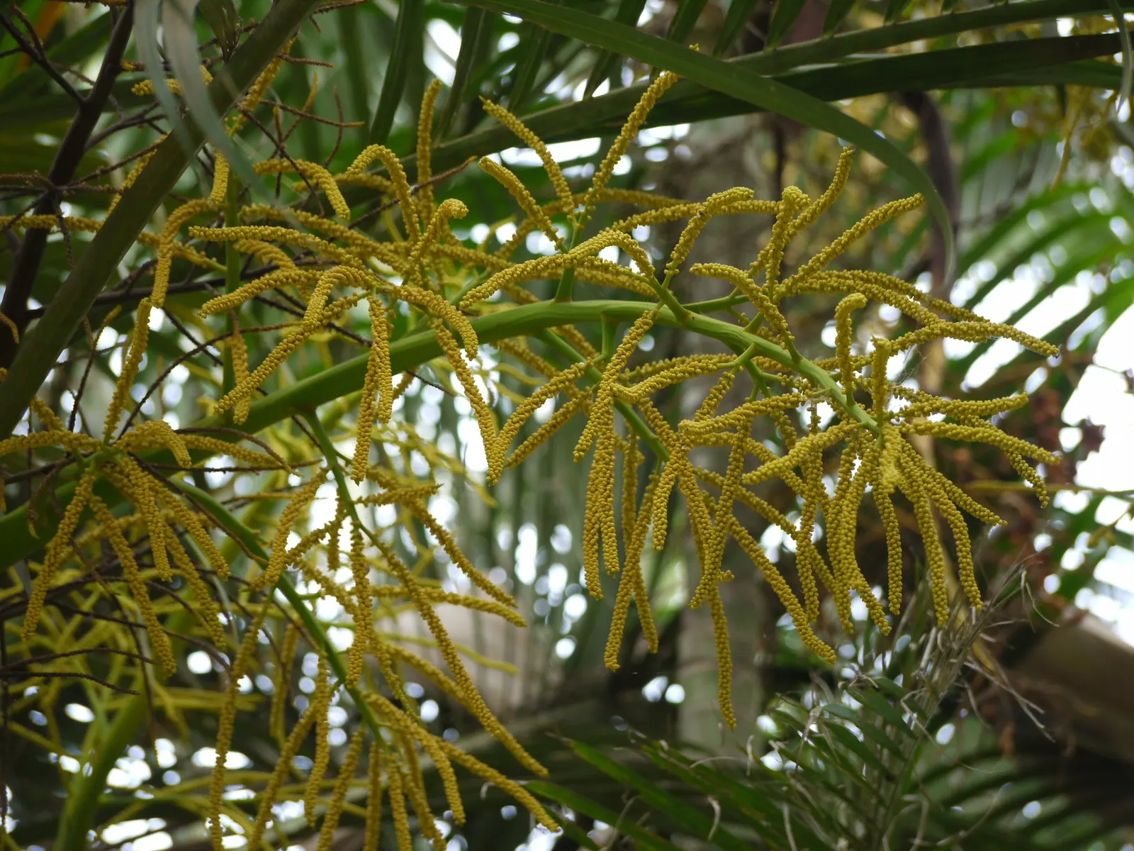 Mexican Bamboo Palm (Chamaedorea Microspadix) — is a resilient and graceful palm; hardy to about 20°F, this palm is suitable for USDA Zone 9, image 57