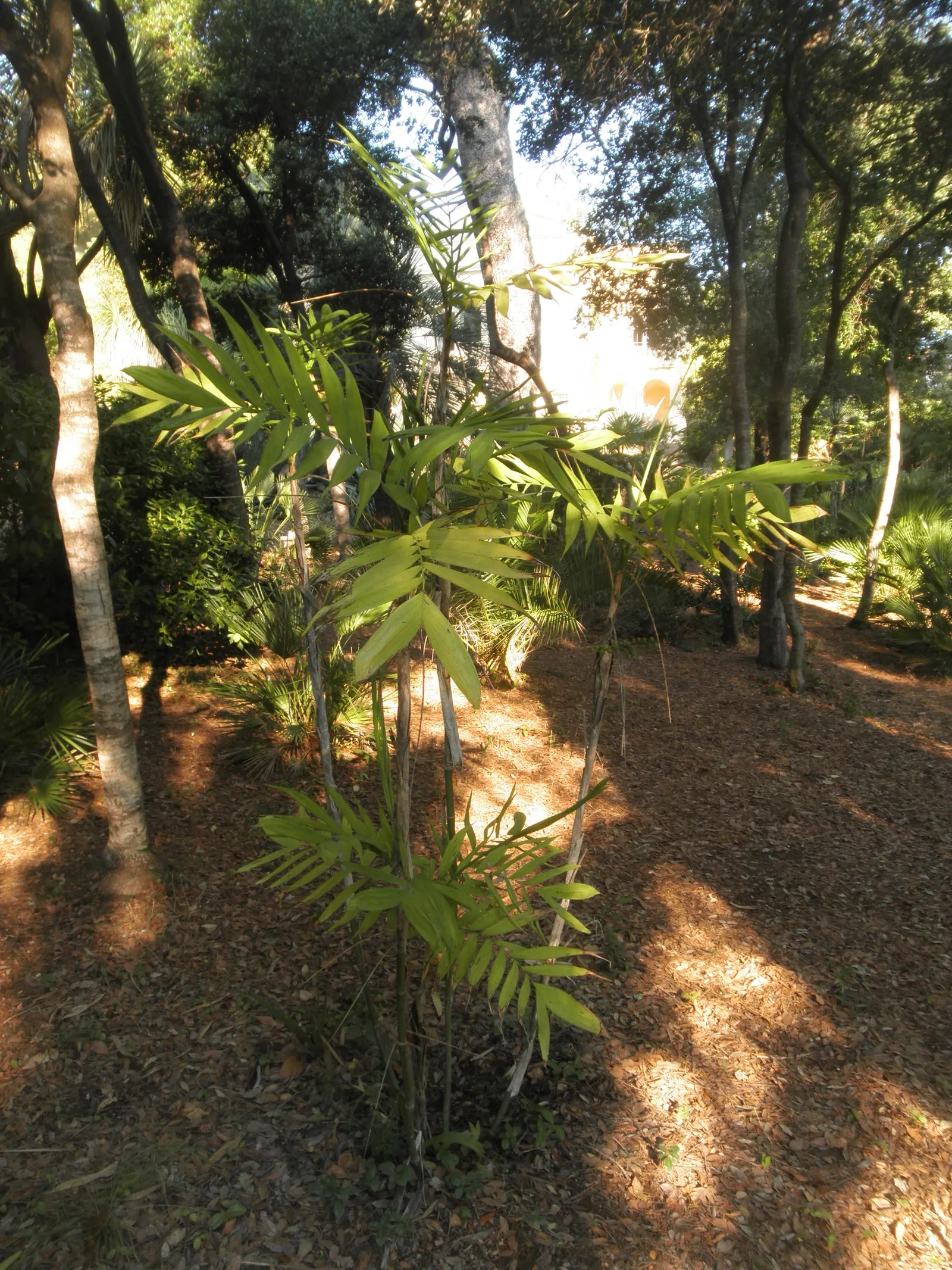 Mexican Bamboo Palm (Chamaedorea Microspadix) — thriving in partial shade; it matures to a modest height of around 5-7 feet, with clumping, bamboo-like stems