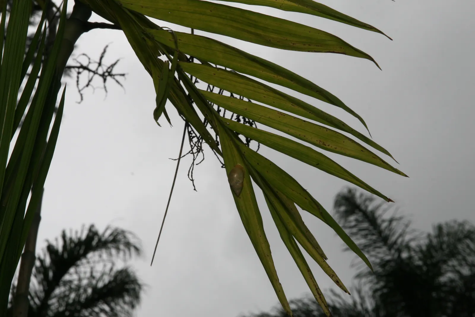 Mexican Bamboo Palm (Chamaedorea Microspadix) — thriving in partial shade; it matures to a modest height of around 5-7 feet, with clumping, image 26