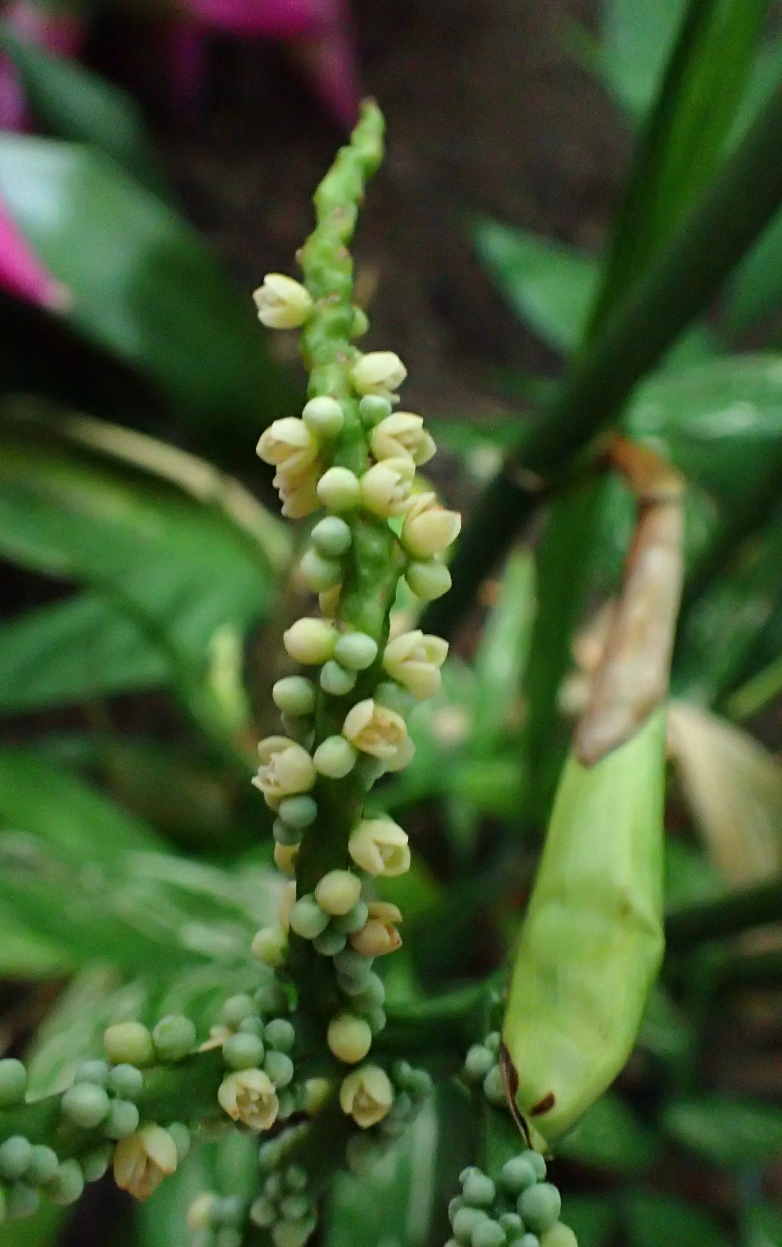 Mexican Bamboo Palm (Chamaedorea Microspadix) — Perfect for accenting shaded garden spots; dense texture and requires moderate watering, image 31