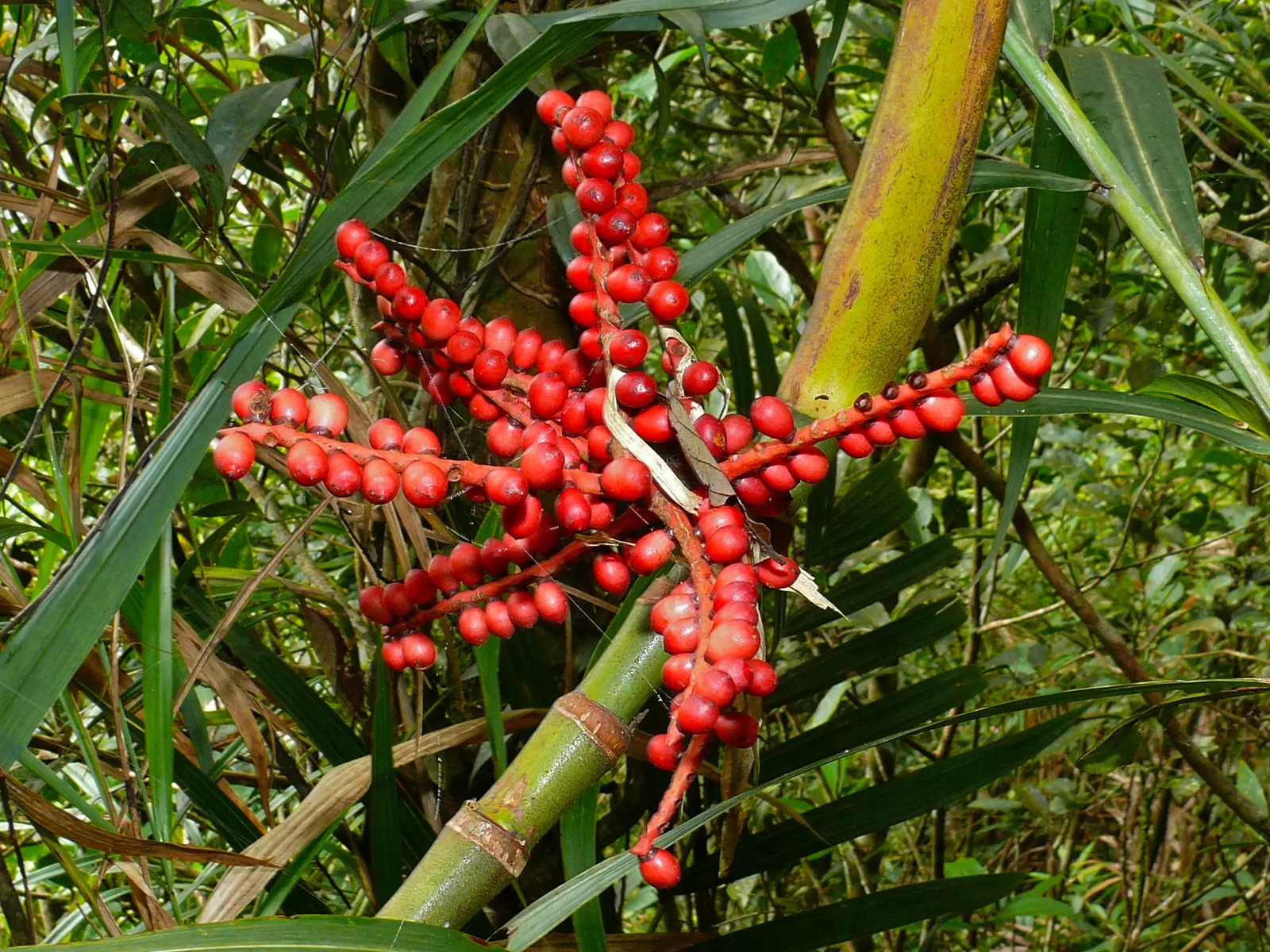 Mexican Bamboo Palm (Chamaedorea Microspadix) — thriving in partial shade