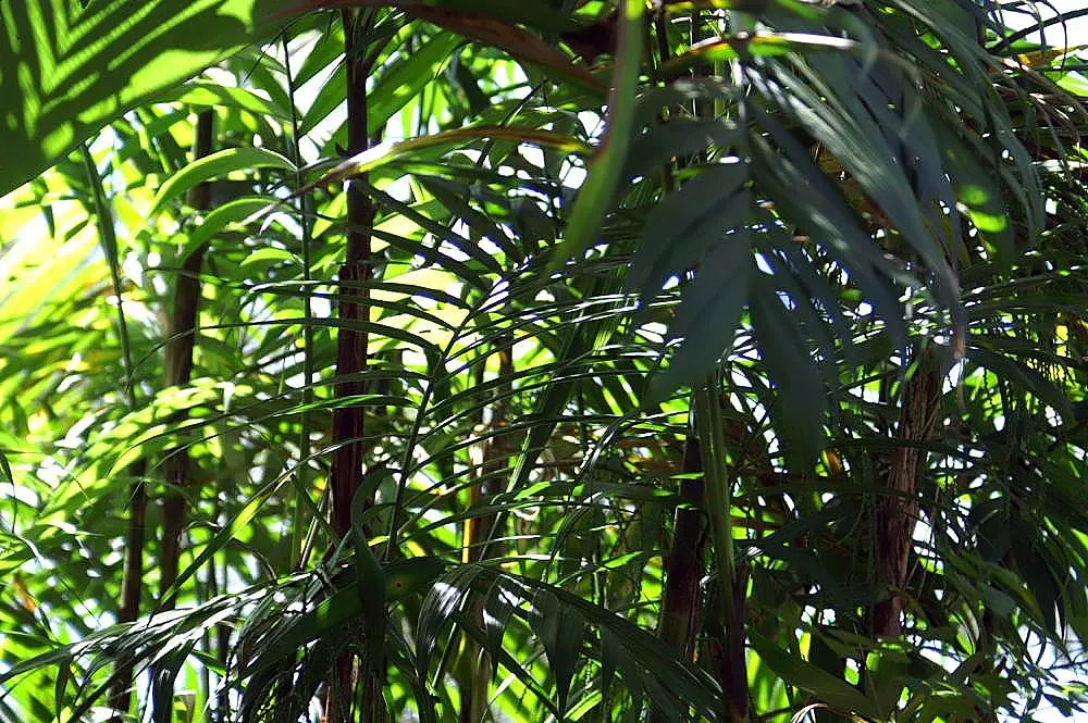 Mexican Bamboo Palm (Chamaedorea Microspadix) — Perfect for accenting shaded garden spots; dense texture and requires moderate watering, image 63