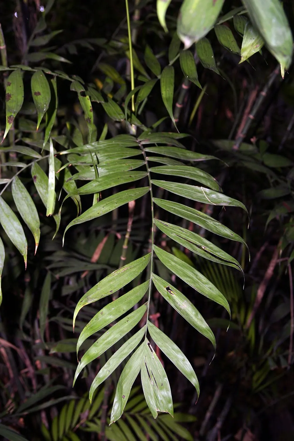 Mexican Bamboo Palm (Chamaedorea Microspadix) — dense texture and requires moderate watering