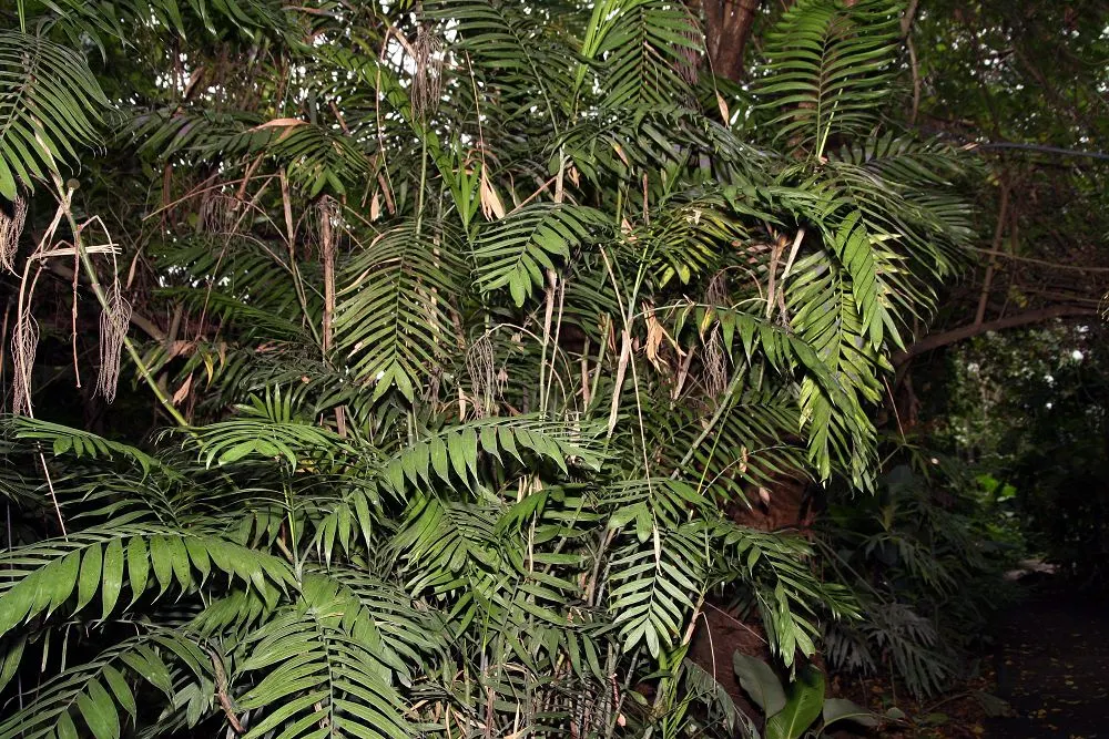 Mexican Bamboo Palm (Chamaedorea Microspadix) — Hardy to about 20&deg;F, this palm is suitable for USDA Zone 9