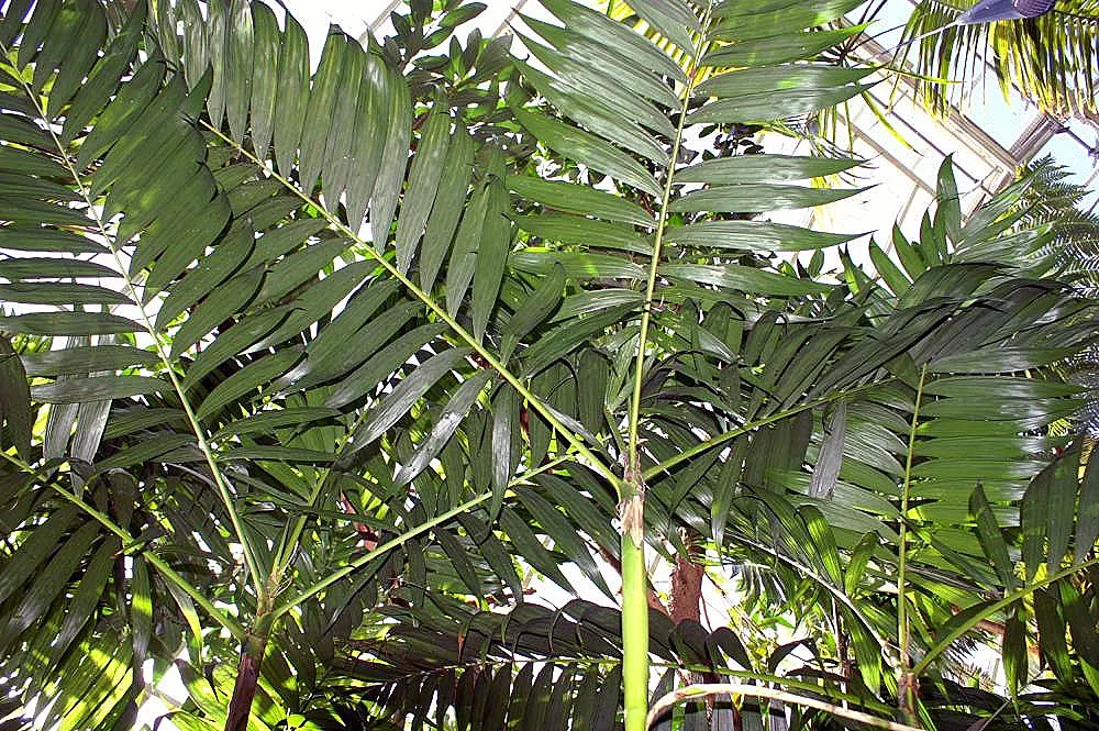 Mexican Bamboo Palm (Chamaedorea Microspadix) — Ideal for understory planting and tropical themes; palm / shrub for half or shade