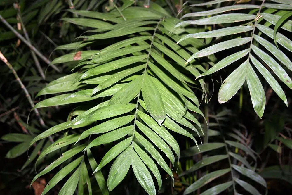 Mexican Bamboo Palm (Chamaedorea Microspadix) — It matures to a modest height of around 5-7 feet, with clumping, bamboo-like stems and lush green foliage