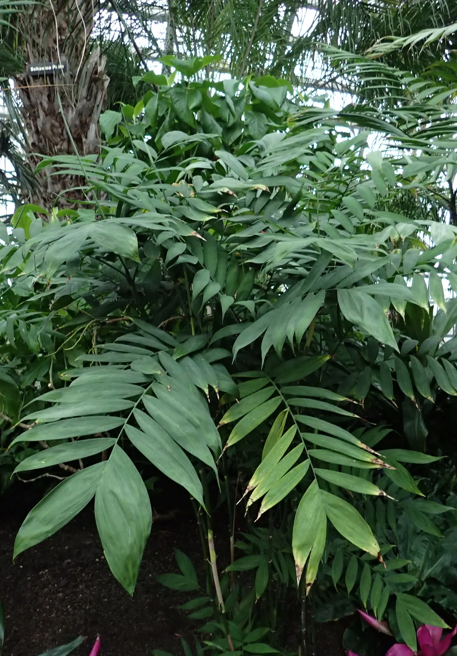 Mexican Bamboo Palm (Chamaedorea Microspadix) — Hardy to about 20&deg;F, this palm is suitable for USDA Zone 9; is a resilient and graceful palm, image 36
