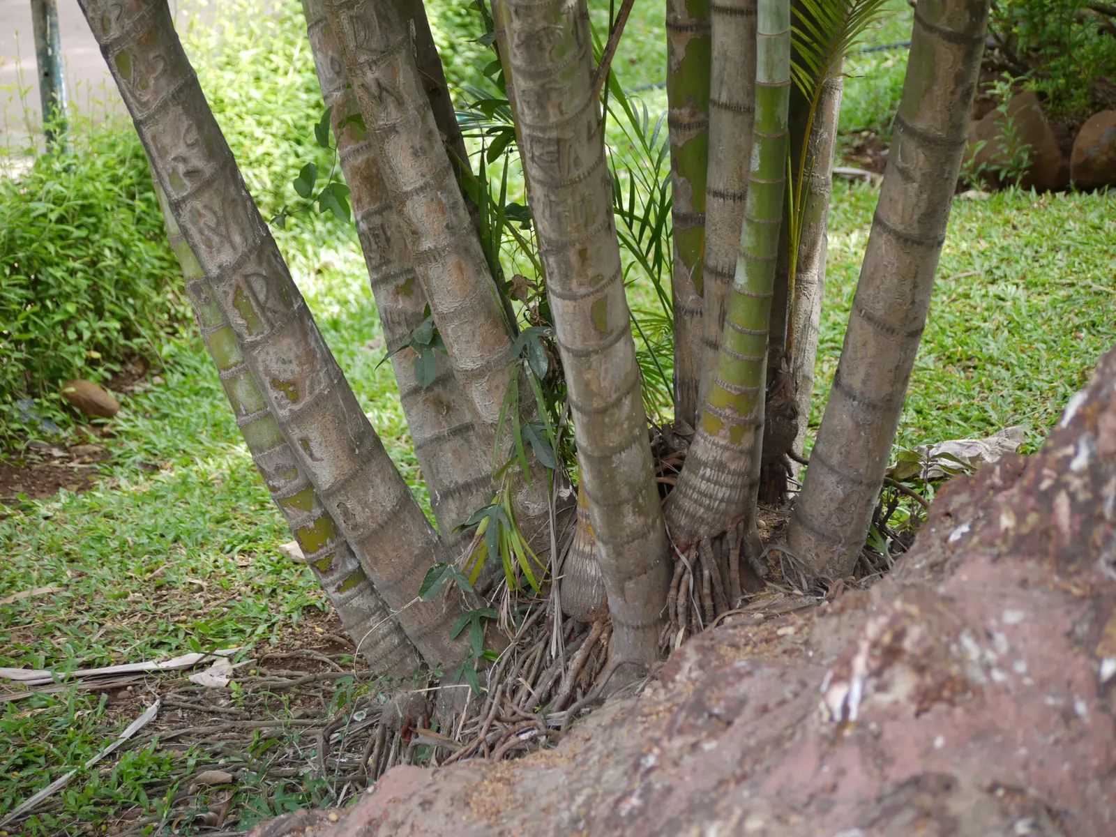 Mexican Bamboo Palm (Chamaedorea Microspadix) — thriving in partial shade; it matures to a modest height of around 5-7 feet, with clumping, image 34