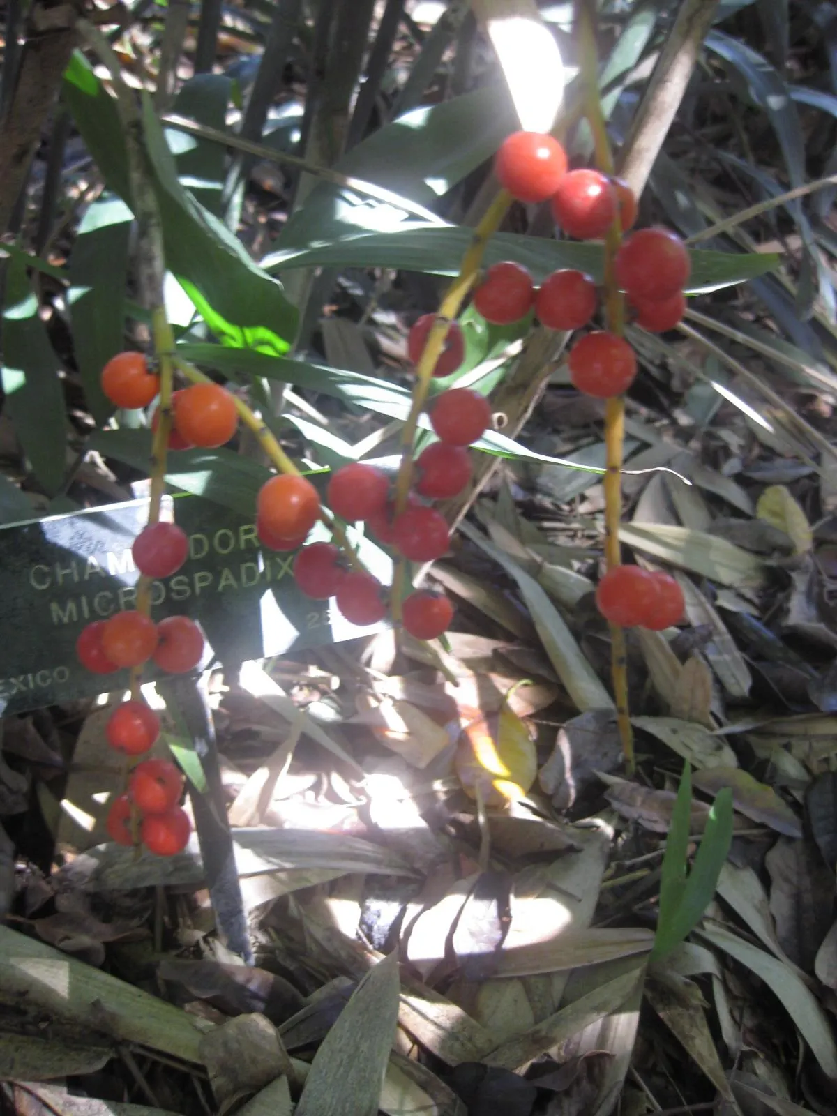 Mexican Bamboo Palm (Chamaedorea Microspadix) — thriving in partial shade; it matures to a modest height of around 5-7 feet, with clumping, image 18