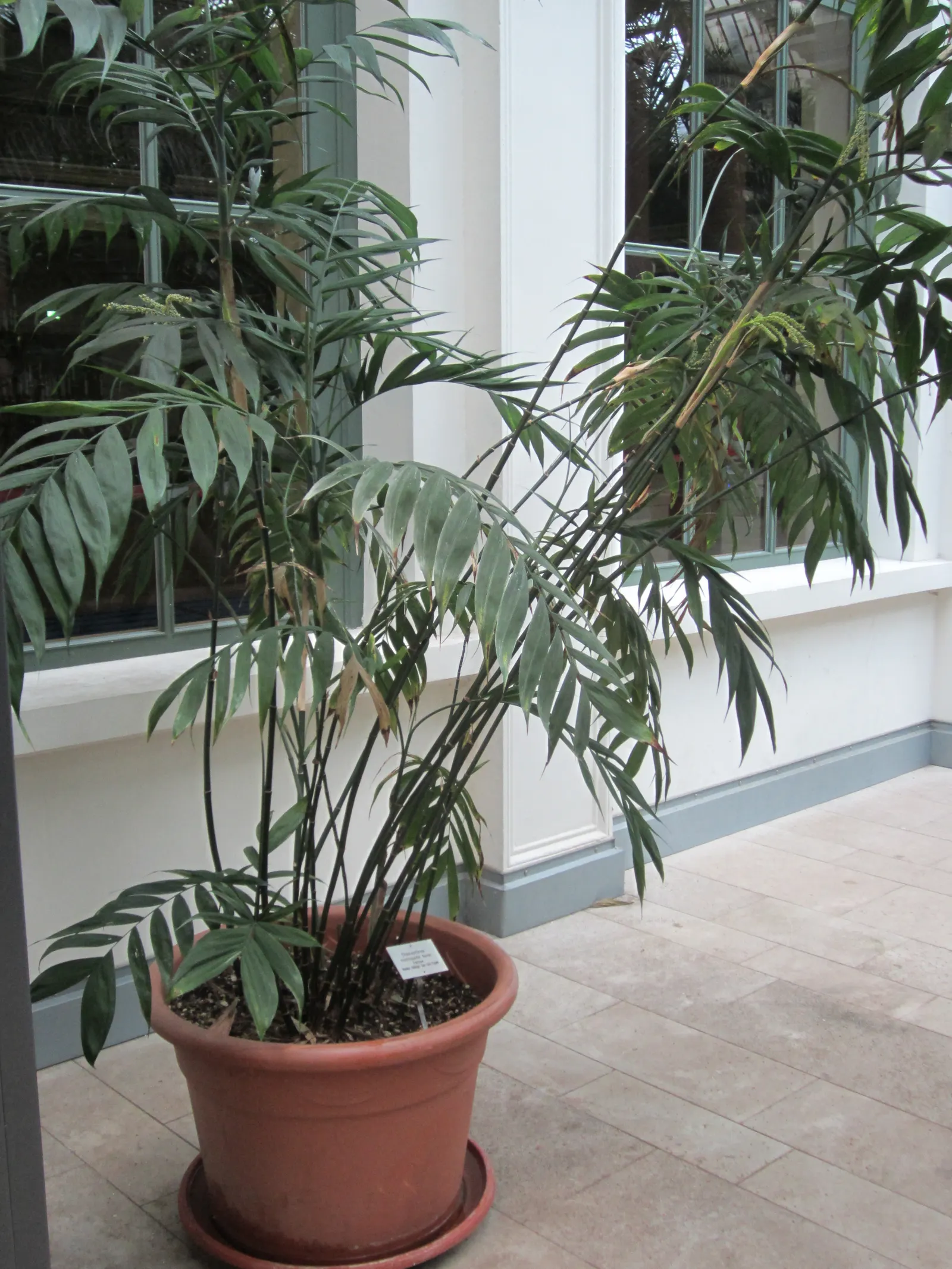 Mexican Bamboo Palm (Chamaedorea Microspadix) — thriving in partial shade; it matures to a modest height of around 5-7 feet, with clumping, image 42