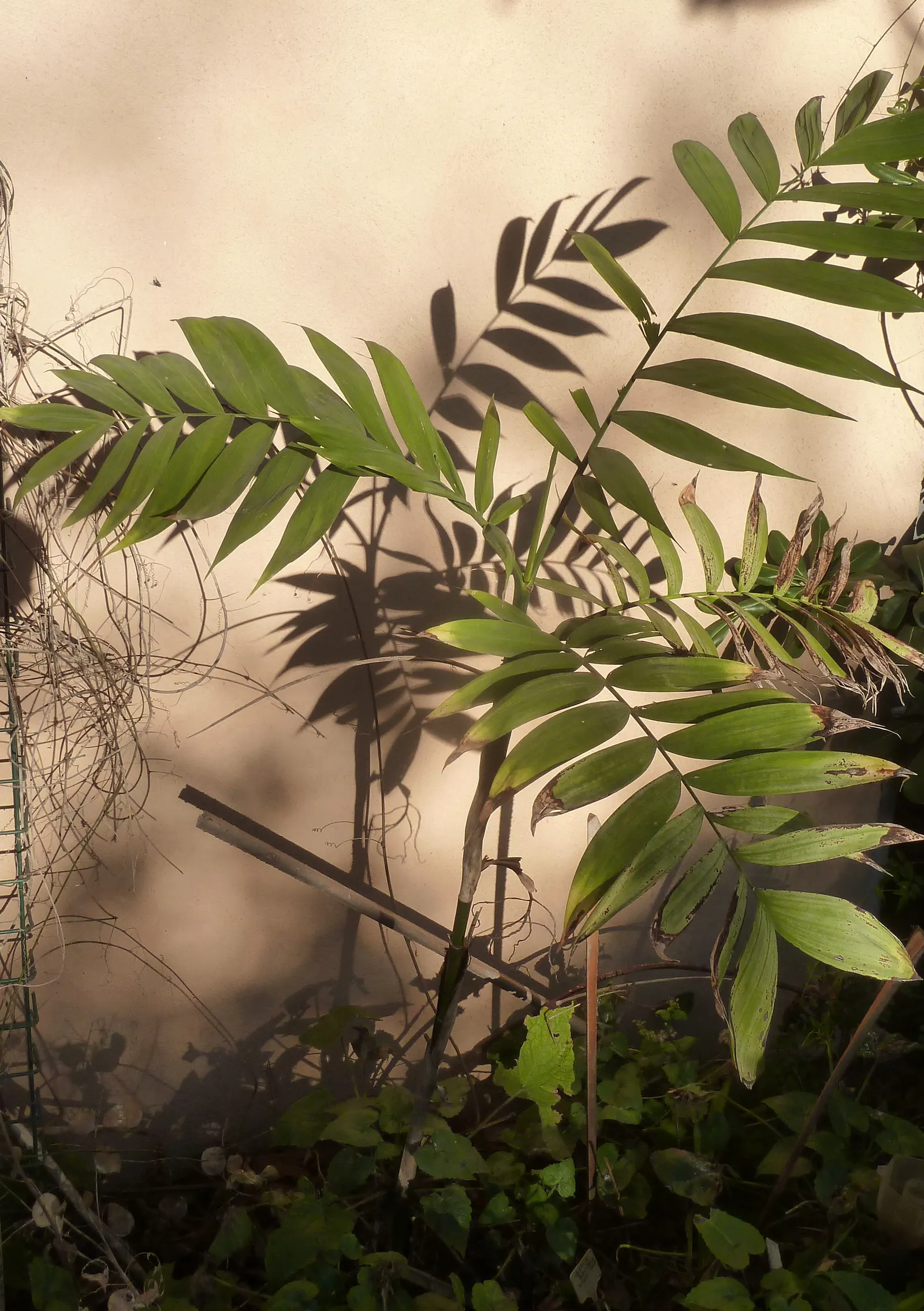 Mexican Bamboo Palm (Chamaedorea Microspadix) — Hardy to about 20°F, this palm is suitable for USDA Zone 9; is a resilient and graceful palm, image 28