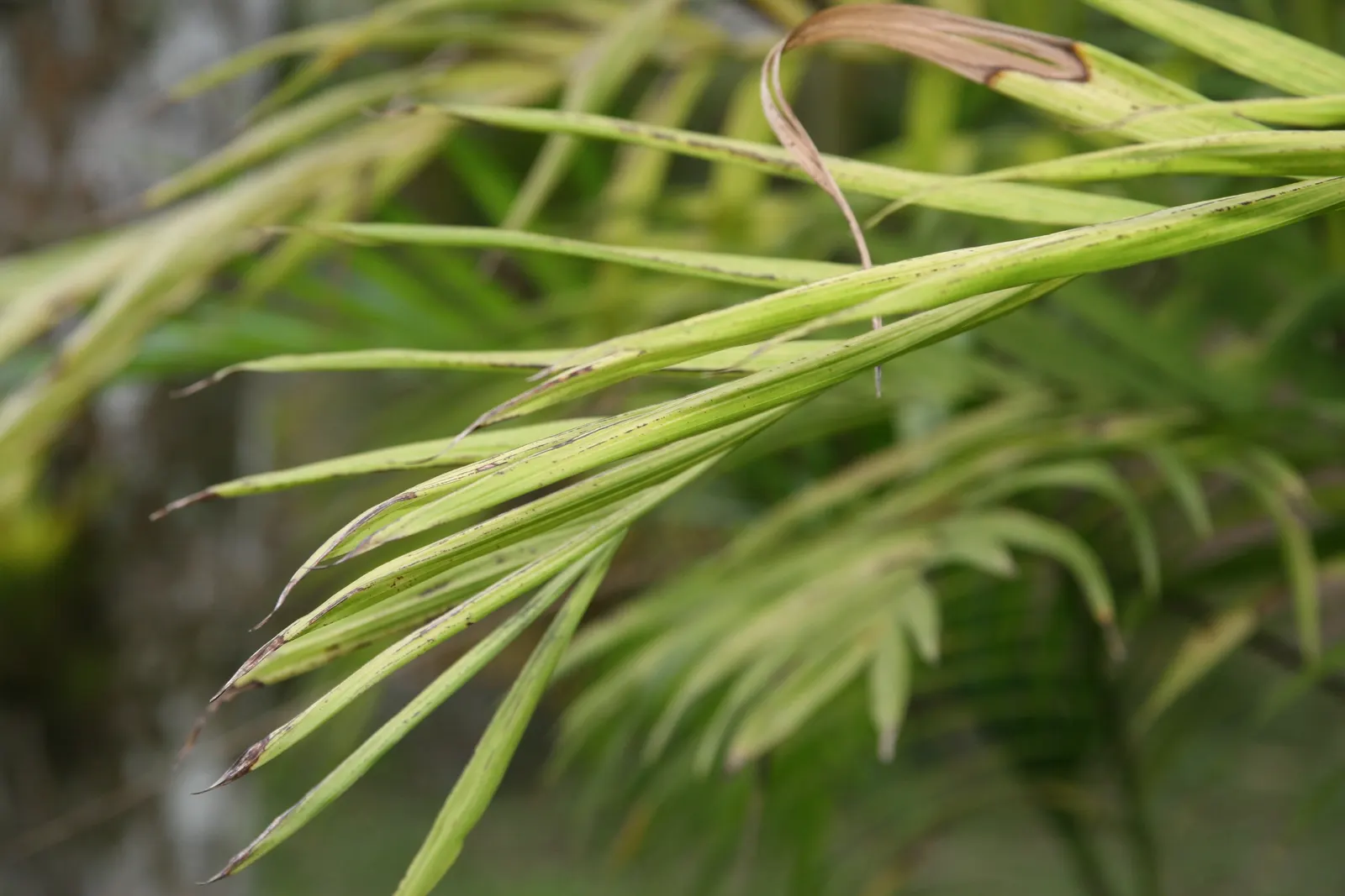 Mexican Bamboo Palm (Chamaedorea Microspadix) — palm / shrub for half or shade; ideal for understory planting and tropical themes, image 24