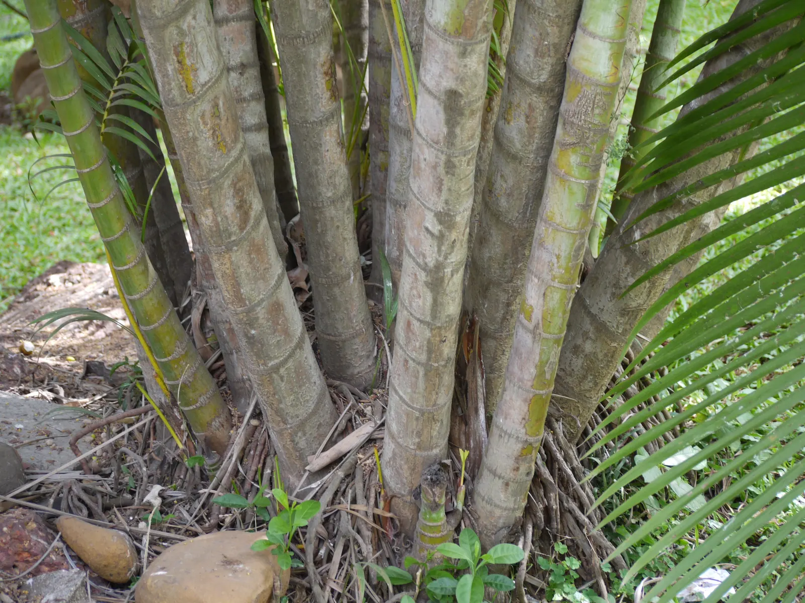 Mexican Bamboo Palm (Chamaedorea Microspadix) — Hardy to about 20°F, this palm is suitable for USDA Zone 9; is a resilient and graceful palm, image 20