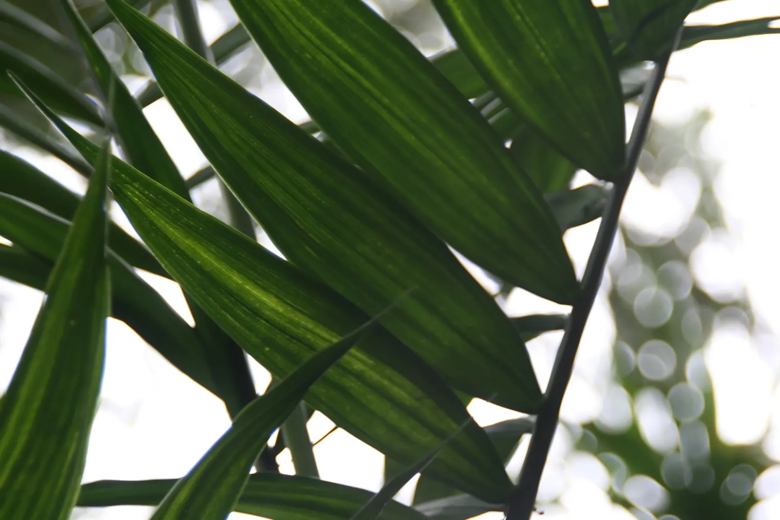 Mexican Bamboo Palm (Chamaedorea Microspadix) — It matures to a modest height of around 5-7 feet, with clumping, bamboo-like stems and lush green, image 19