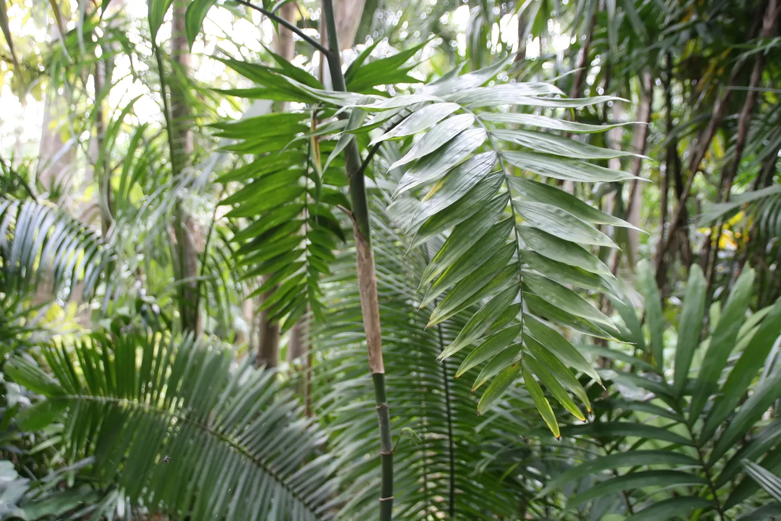 Mexican Bamboo Palm (Chamaedorea Microspadix) — It matures to a modest height of around 5-7 feet, with clumping, bamboo-like stems and lush green, image 43
