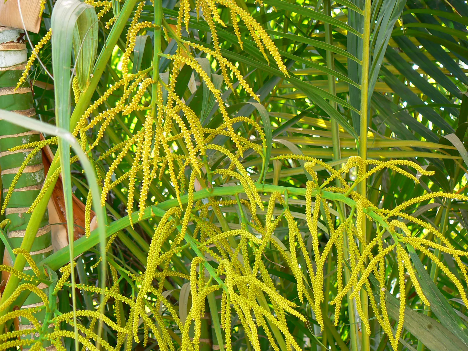 Mexican Bamboo Palm (Chamaedorea Microspadix) — palm / shrub for half or shade; ideal for understory planting and tropical themes