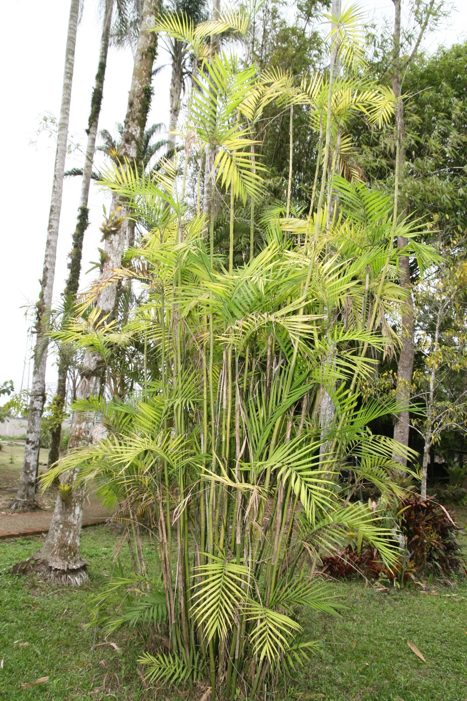 Mexican Bamboo Palm (Chamaedorea Microspadix) — It matures to a modest height of around 5-7 feet, with clumping, bamboo-like stems and lush green, image 59