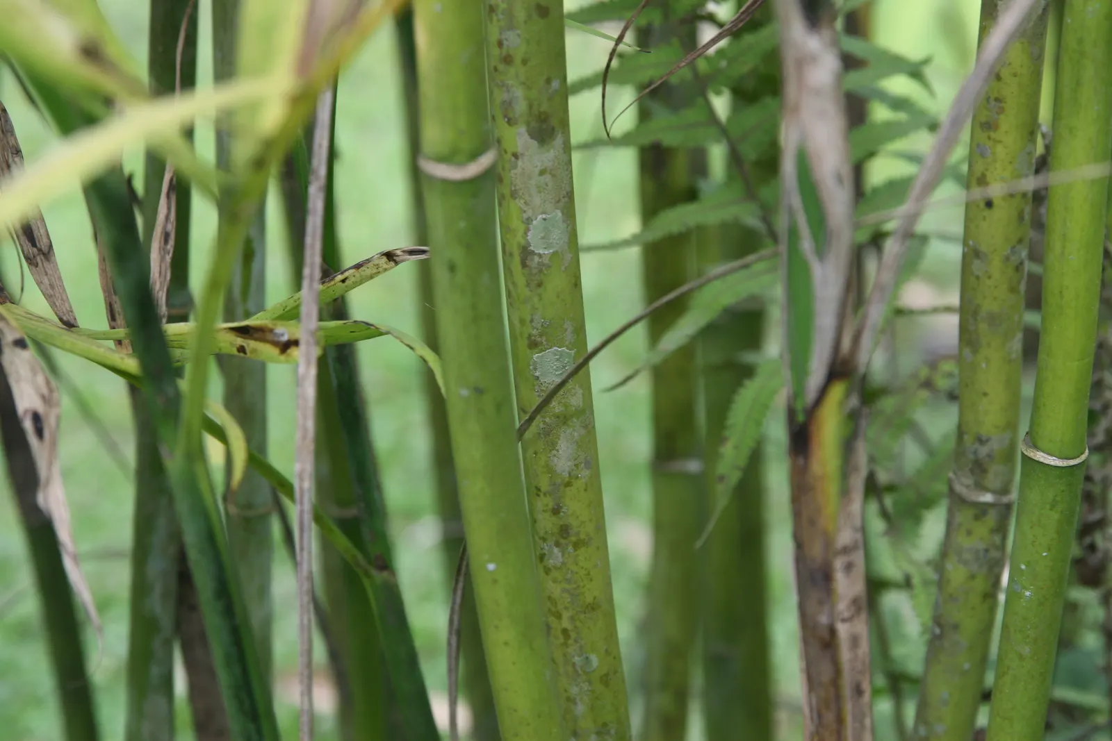 Mexican Bamboo Palm (Chamaedorea Microspadix) — dense texture and requires moderate watering; perfect for accenting shaded garden spots, image 46