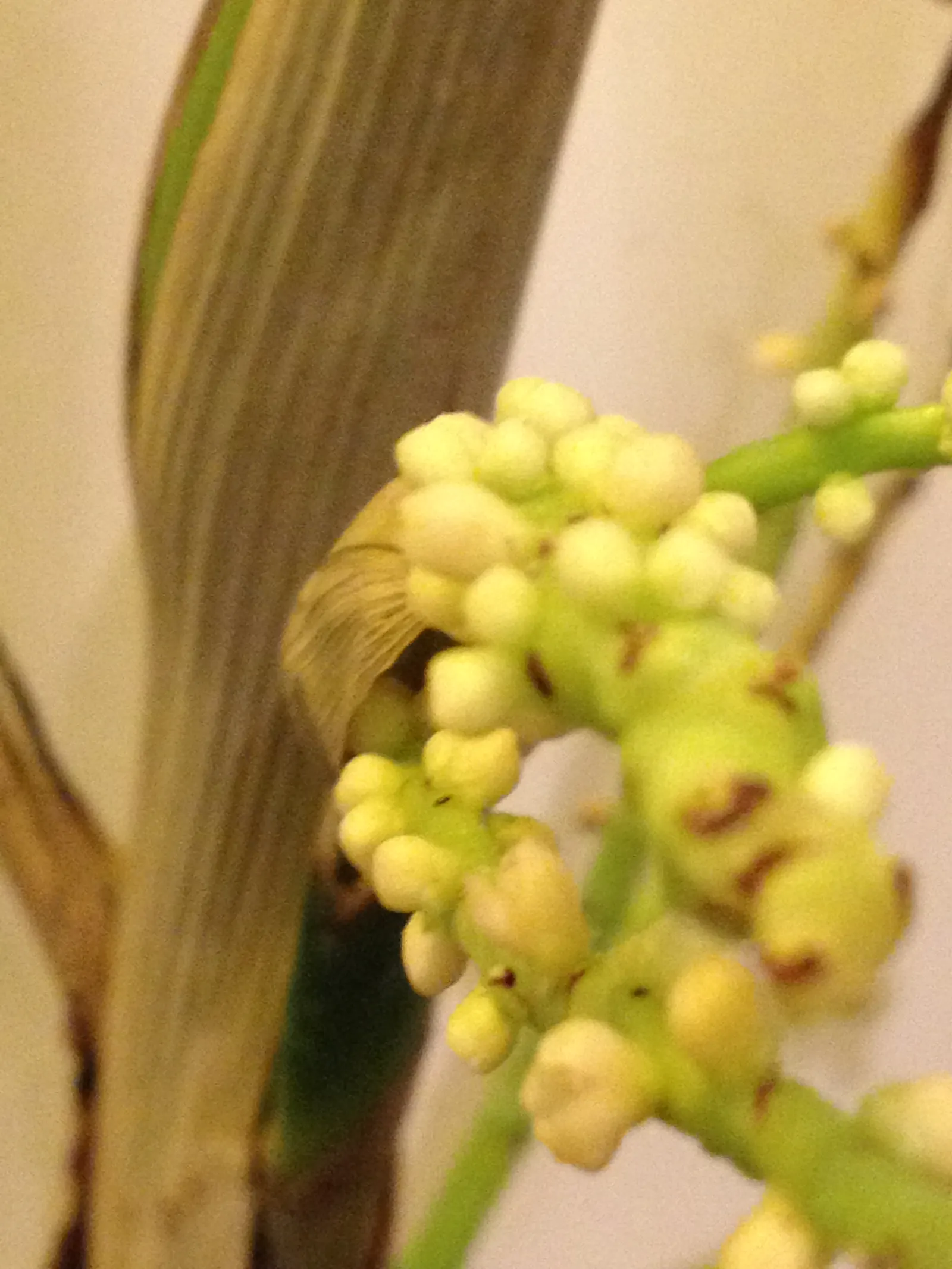Mexican Bamboo Palm (Chamaedorea Microspadix) — is a resilient and graceful palm; hardy to about 20&deg;F, this palm is suitable for USDA Zone 9, image 65