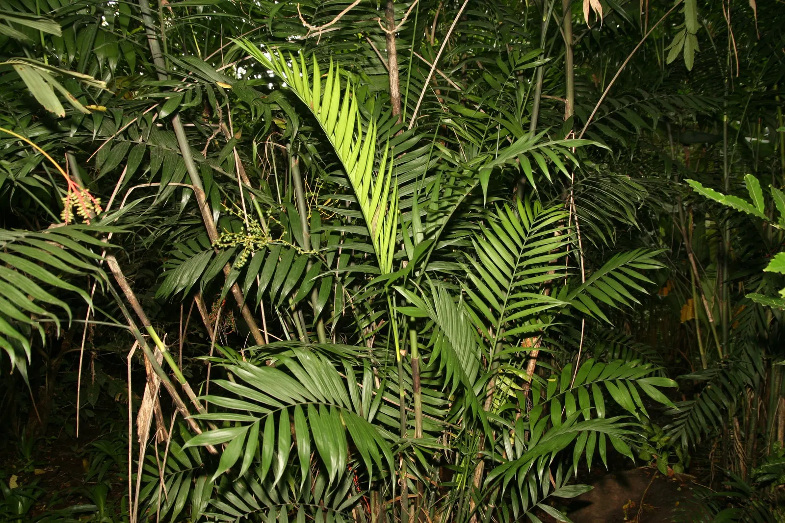 Mexican Bamboo Palm (Chamaedorea Microspadix) — Ideal for understory planting and tropical themes; palm / shrub for half or shade, image 53