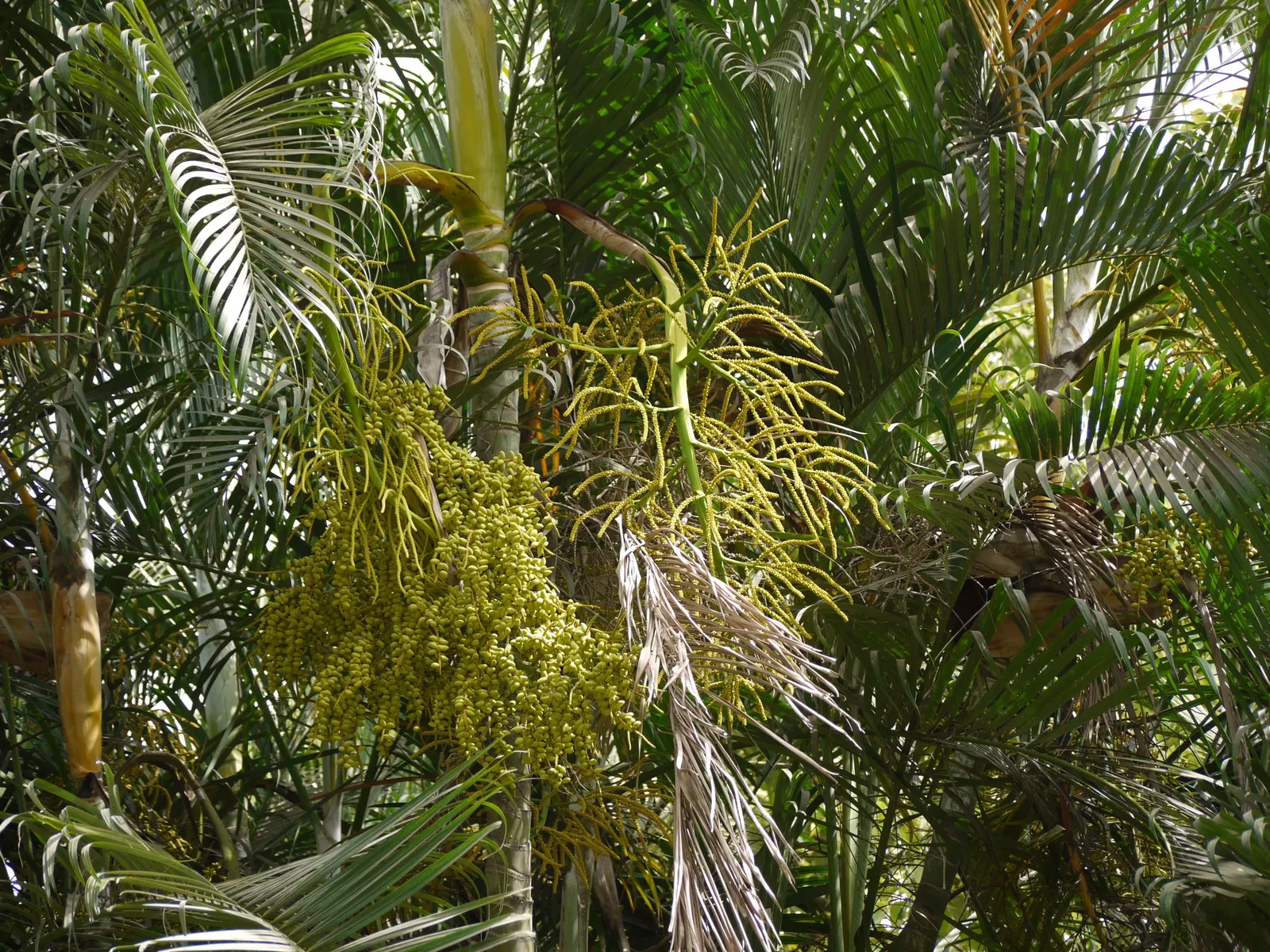 Mexican Bamboo Palm (Chamaedorea Microspadix) — It matures to a modest height of around 5-7 feet, with clumping, bamboo-like stems and lush green, image 51