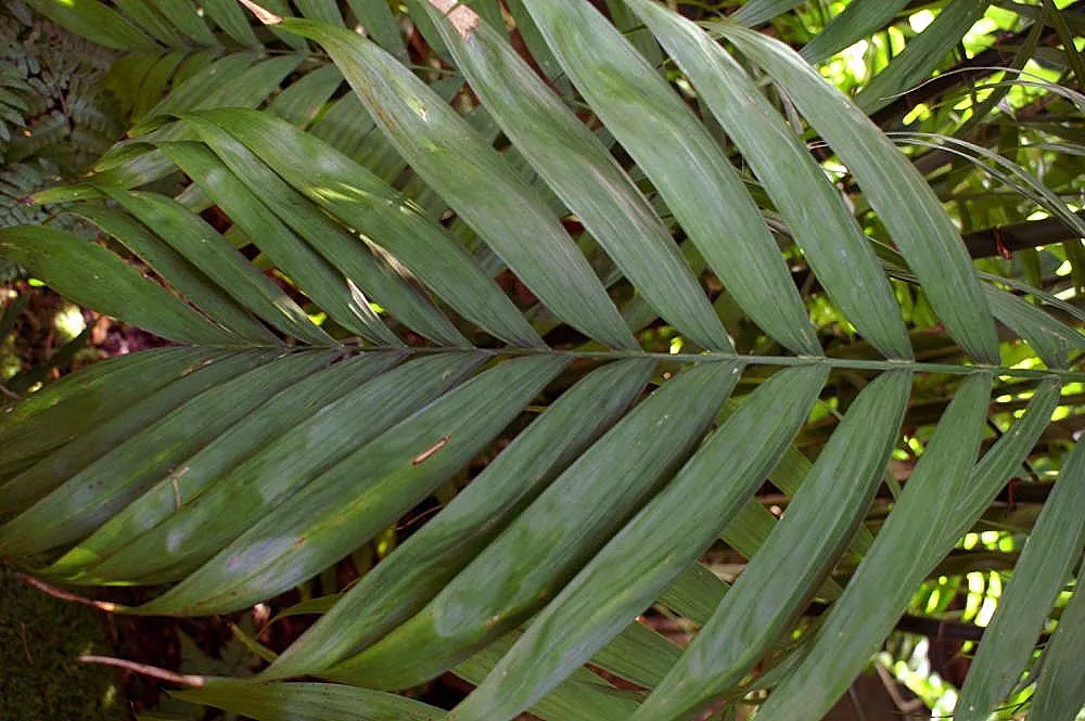 Mexican Bamboo Palm (Chamaedorea Microspadix) — is a resilient and graceful palm; hardy to about 20&deg;F, this palm is suitable for USDA Zone 9