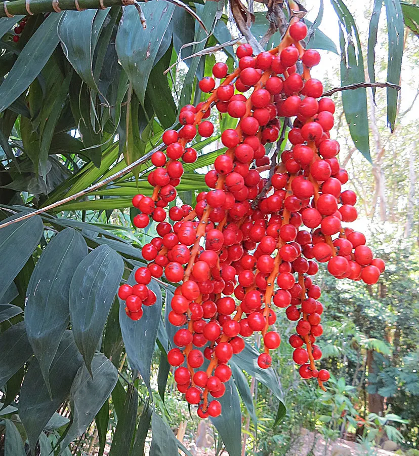 Mexican Bamboo Palm (Chamaedorea Microspadix) — palm / shrub for half or shade; ideal for understory planting and tropical themes, image 64