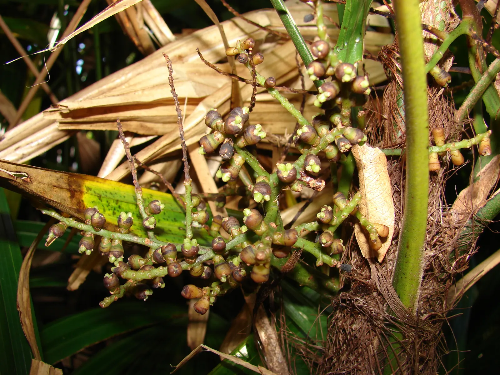 Mexican Bamboo Palm (Chamaedorea Microspadix) — Perfect for accenting shaded garden spots; dense texture and requires moderate watering, image 47