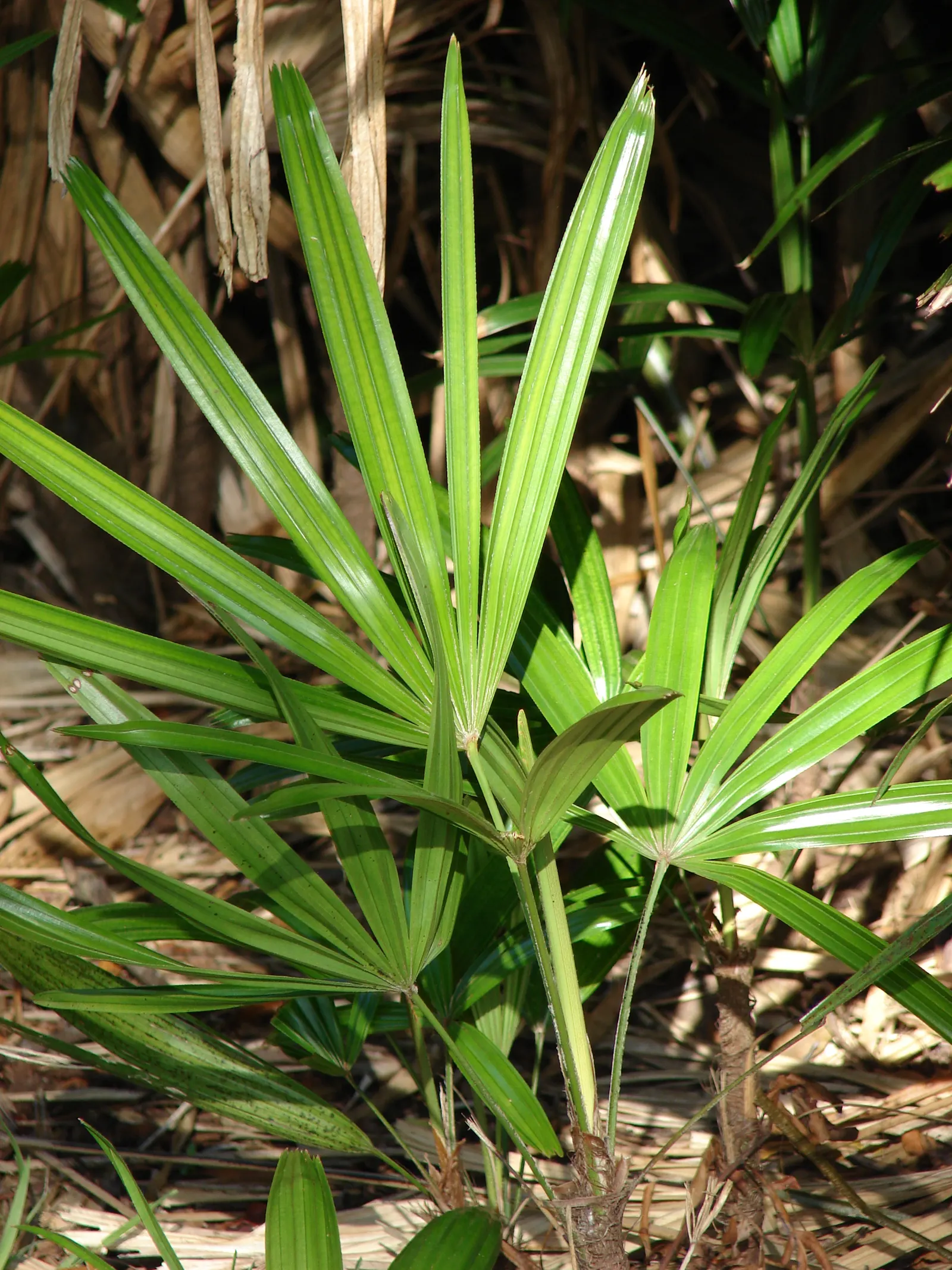Mexican Bamboo Palm (Chamaedorea Microspadix) — is a resilient and graceful palm