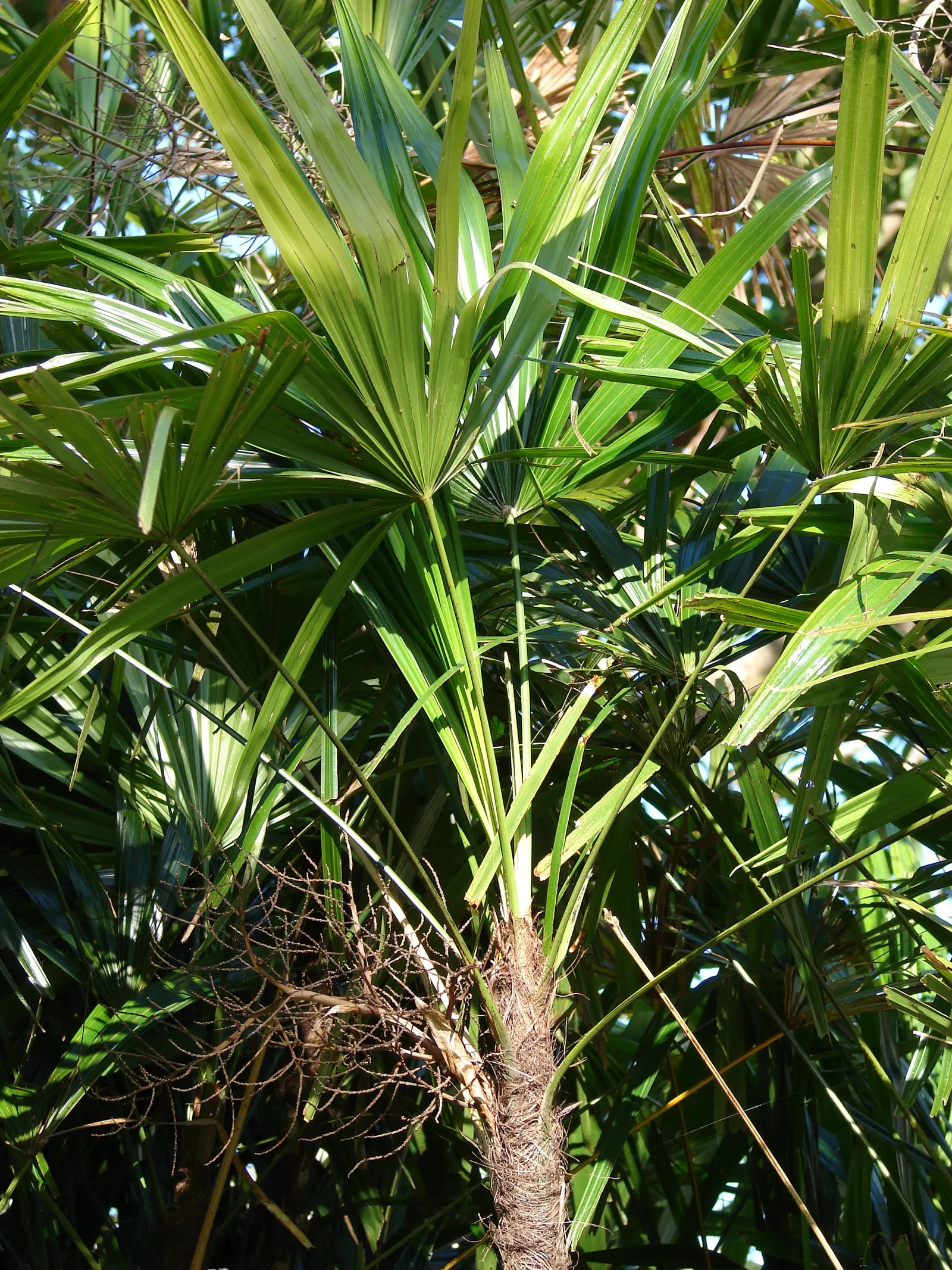 Mexican Bamboo Palm (Chamaedorea Microspadix) — thriving in partial shade; it matures to a modest height of around 5-7 feet, with clumping, image 66