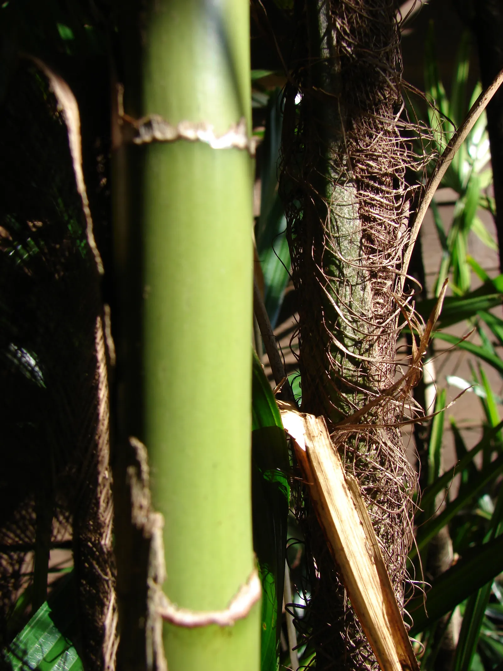 Mexican Bamboo Palm (Chamaedorea Microspadix) — Perfect for accenting shaded garden spots; dense texture and requires moderate watering, image 23
