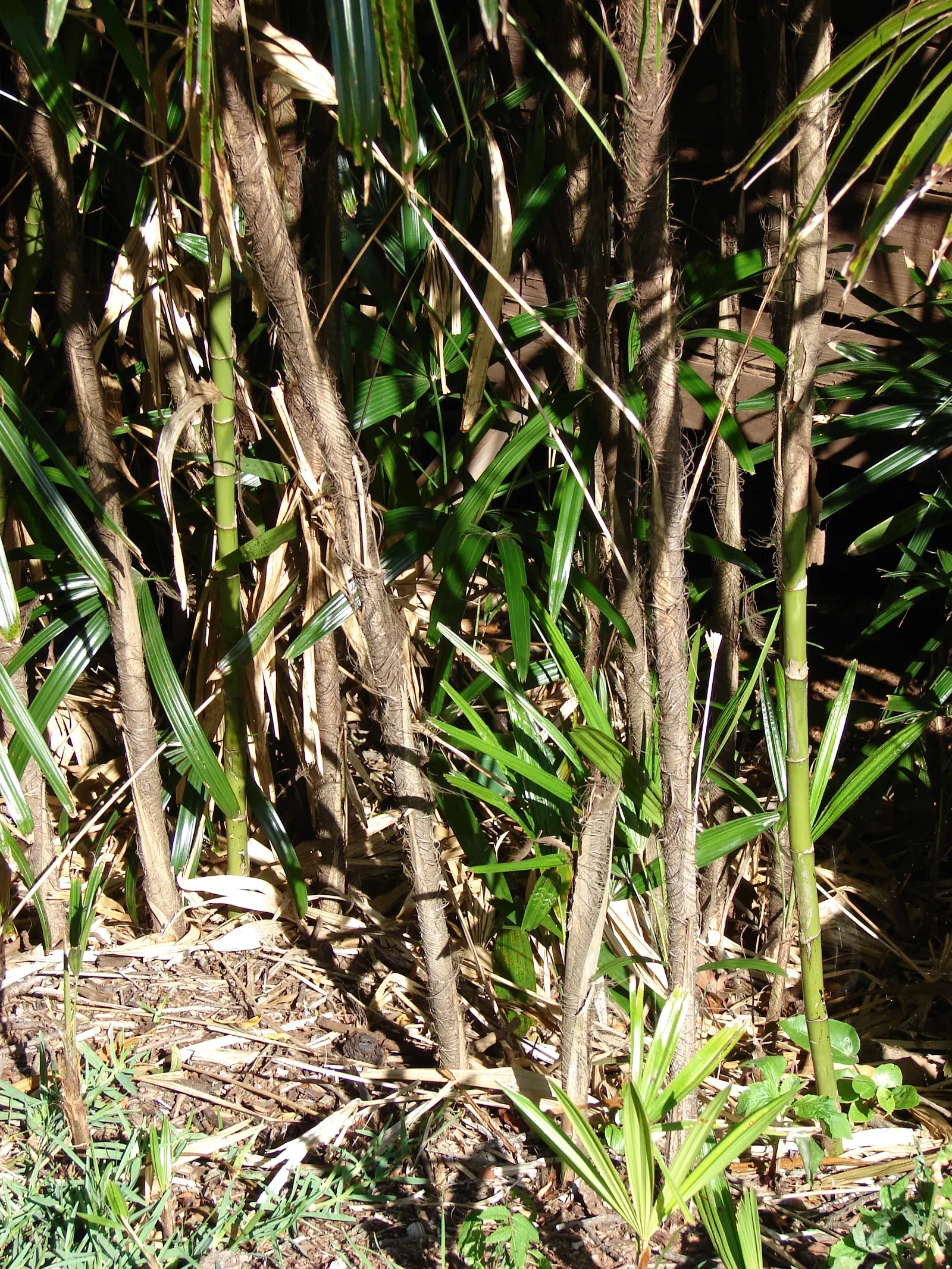Mexican Bamboo Palm (Chamaedorea Microspadix) — Hardy to about 20&deg;F, this palm is suitable for USDA Zone 9; is a resilient and graceful palm, image 60