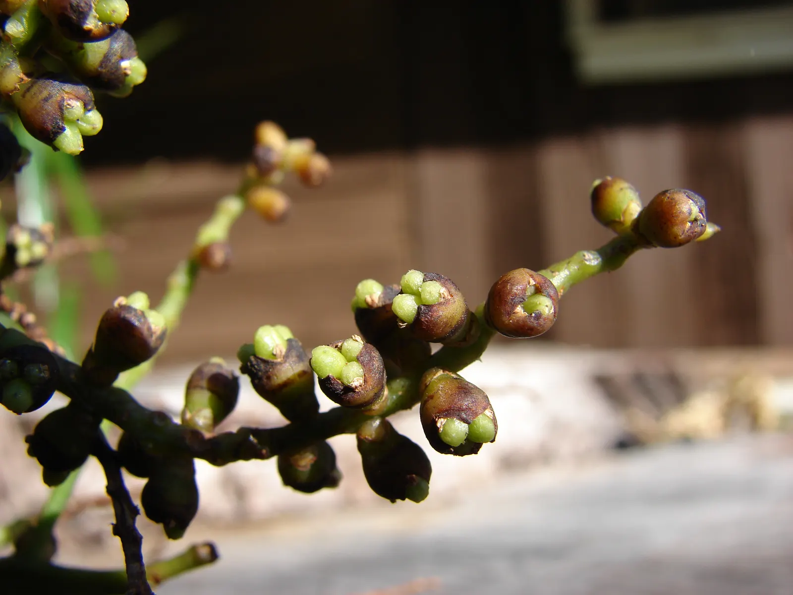 Mexican Bamboo Palm (Chamaedorea Microspadix) — palm / shrub for half or shade; ideal for understory planting and tropical themes, image 56