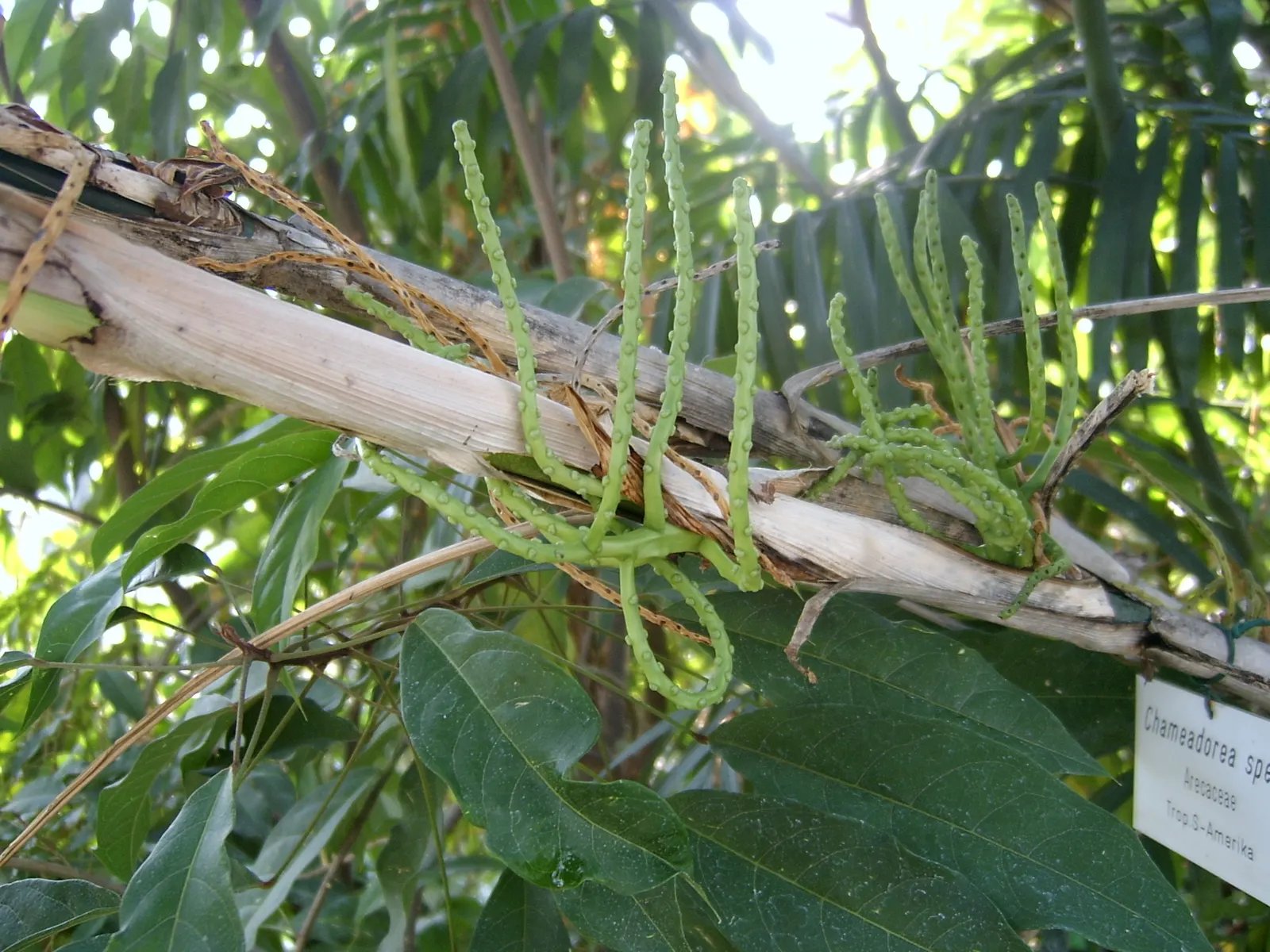 Mexican Bamboo Palm (Chamaedorea Microspadix) — Ideal for understory planting and tropical themes