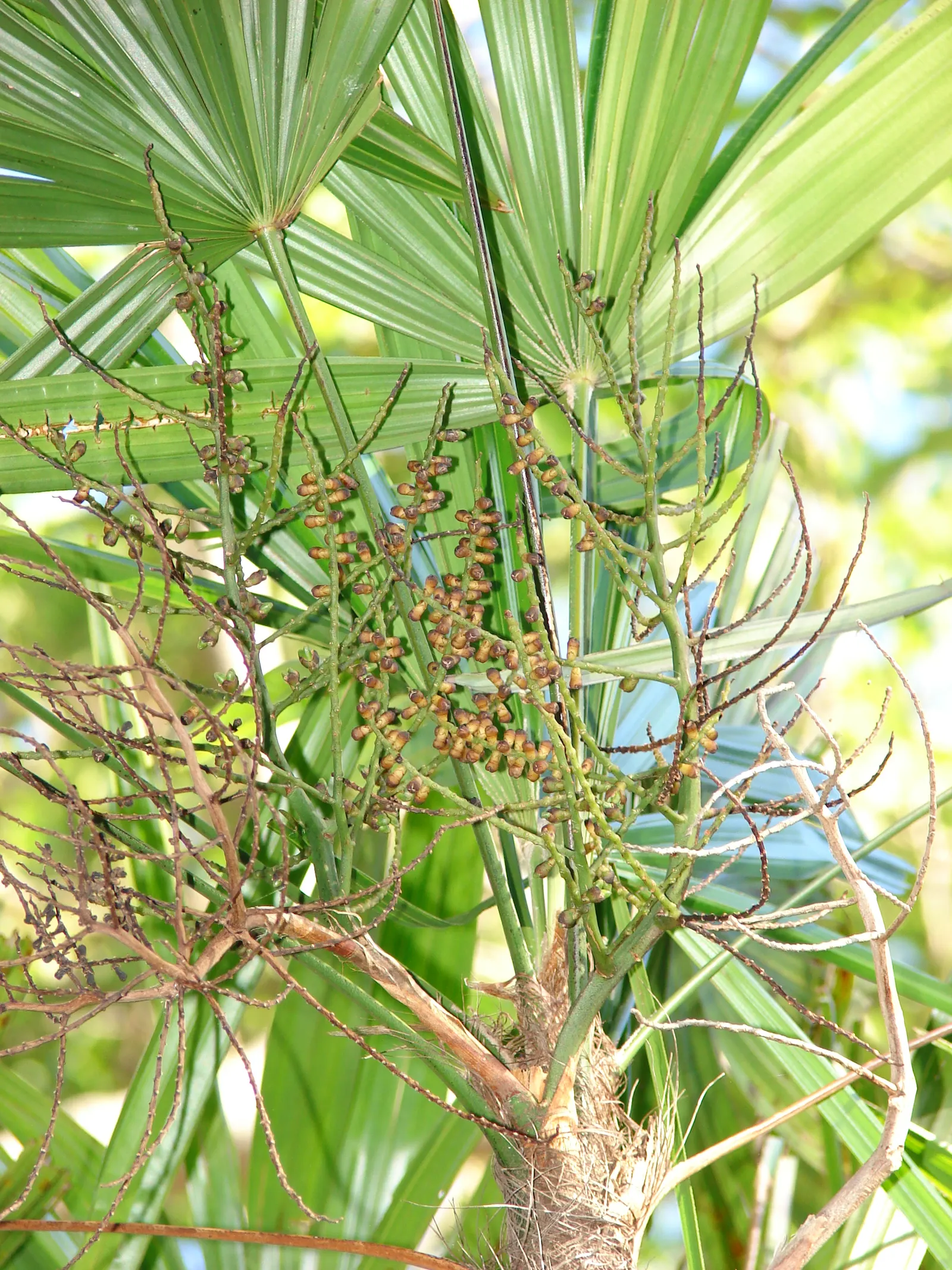 Mexican Bamboo Palm (Chamaedorea Microspadix) — palm / shrub for half or shade; ideal for understory planting and tropical themes, image 32