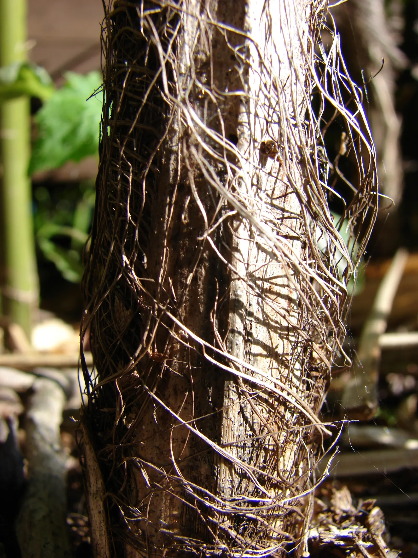 Mexican Bamboo Palm (Chamaedorea Microspadix) — dense texture and requires moderate watering; perfect for accenting shaded garden spots, image 38