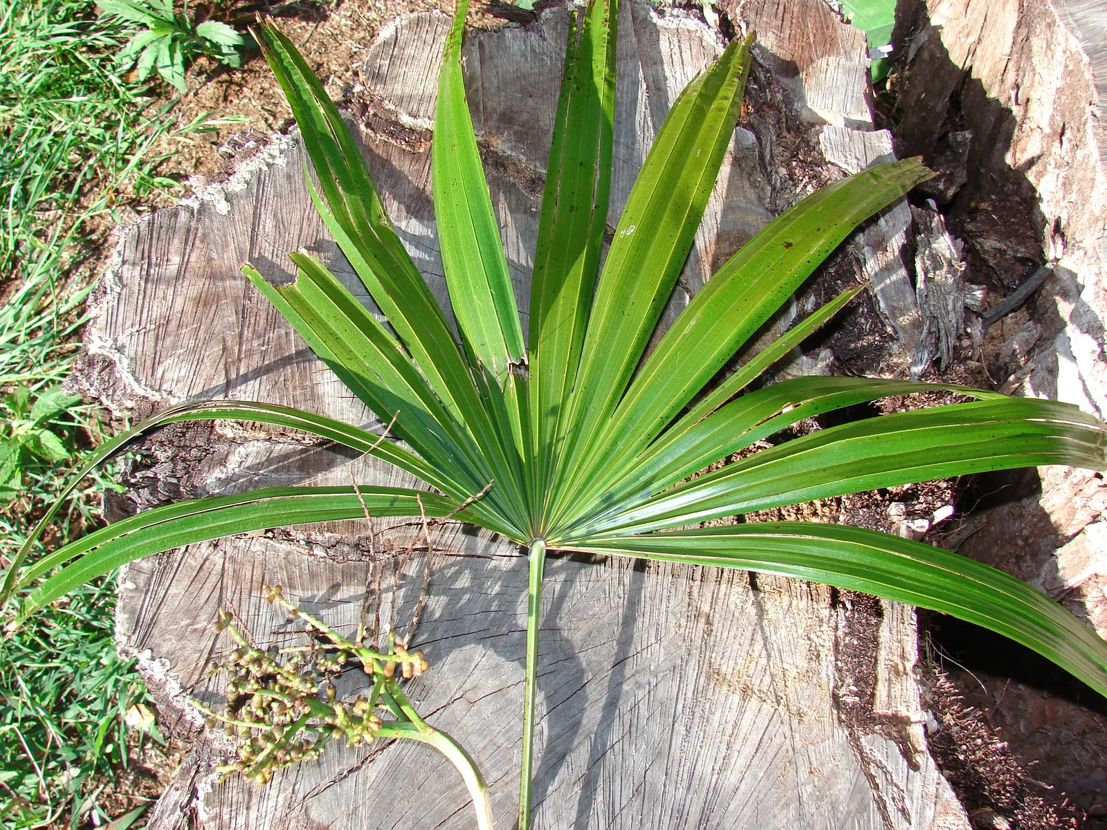 Mexican Bamboo Palm (Chamaedorea Microspadix) — It matures to a modest height of around 5-7 feet, with clumping, bamboo-like stems and lush green, image 27