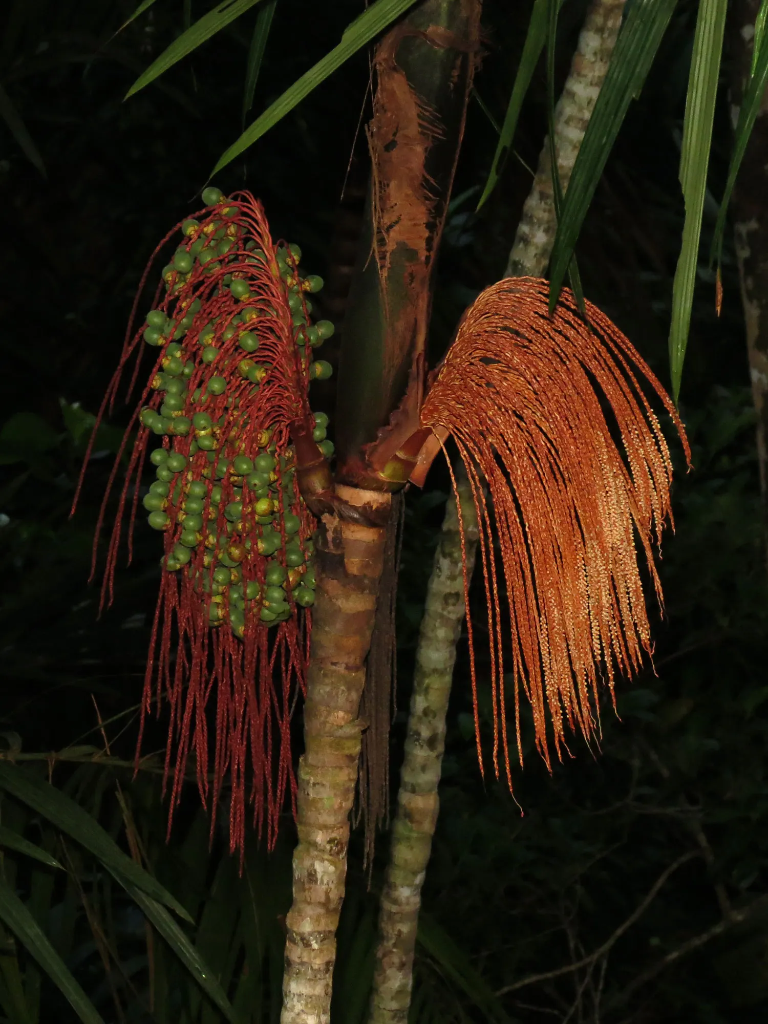 Mexican Bamboo Palm (Chamaedorea Microspadix) — palm / shrub for half or shade