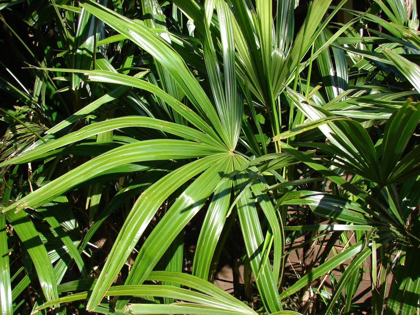 Mexican Bamboo Palm (Chamaedorea Microspadix) — is a resilient and graceful palm; hardy to about 20°F, this palm is suitable for USDA Zone 9, image 17