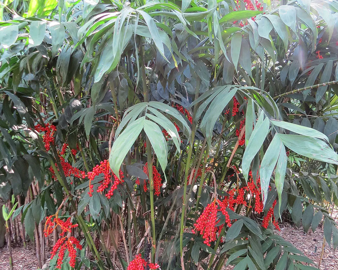 Mexican Bamboo Palm (Chamaedorea Microspadix) — dense texture and requires moderate watering; perfect for accenting shaded garden spots, image 30