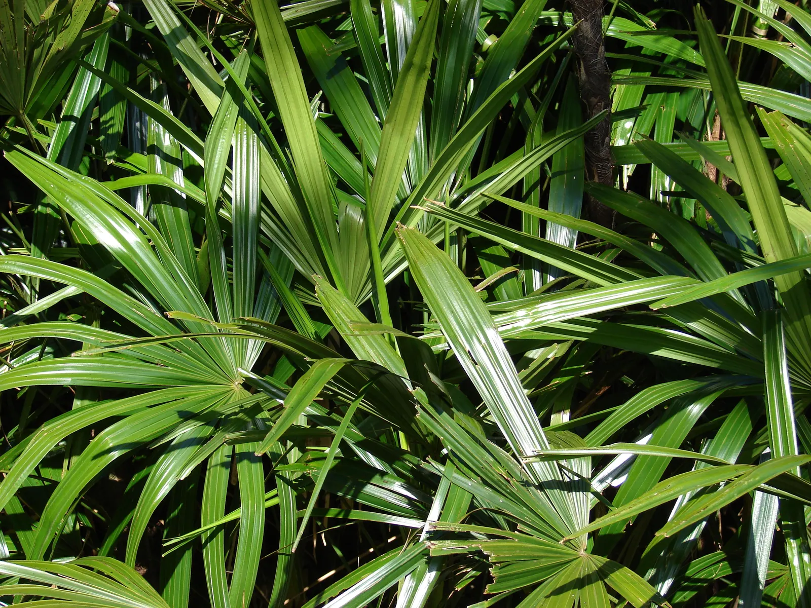 Mexican Bamboo Palm (Chamaedorea Microspadix) — dense texture and requires moderate watering; perfect for accenting shaded garden spots