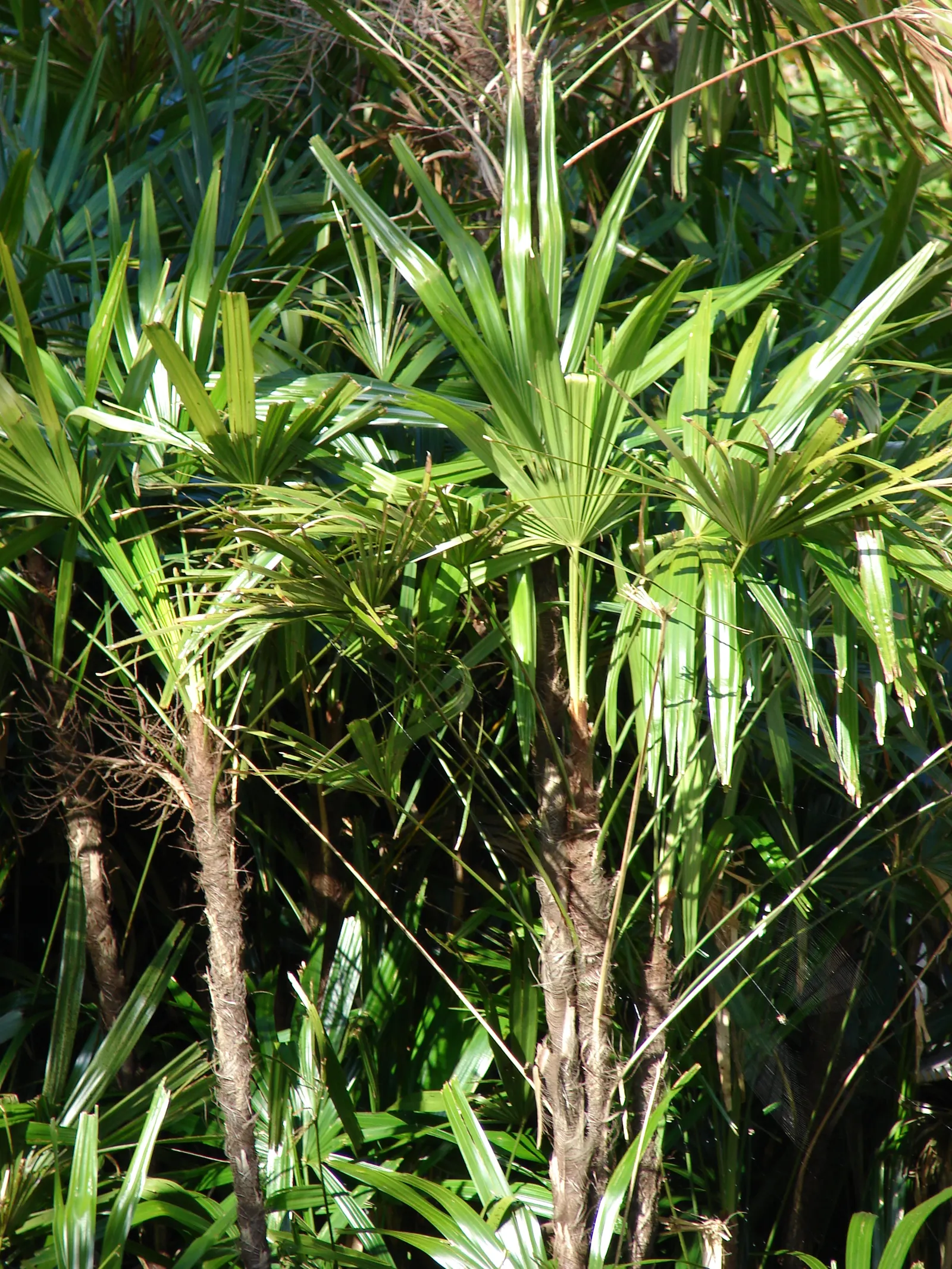 Mexican Bamboo Palm (Chamaedorea Microspadix) — Perfect for accenting shaded garden spots; dense texture and requires moderate watering, image 39