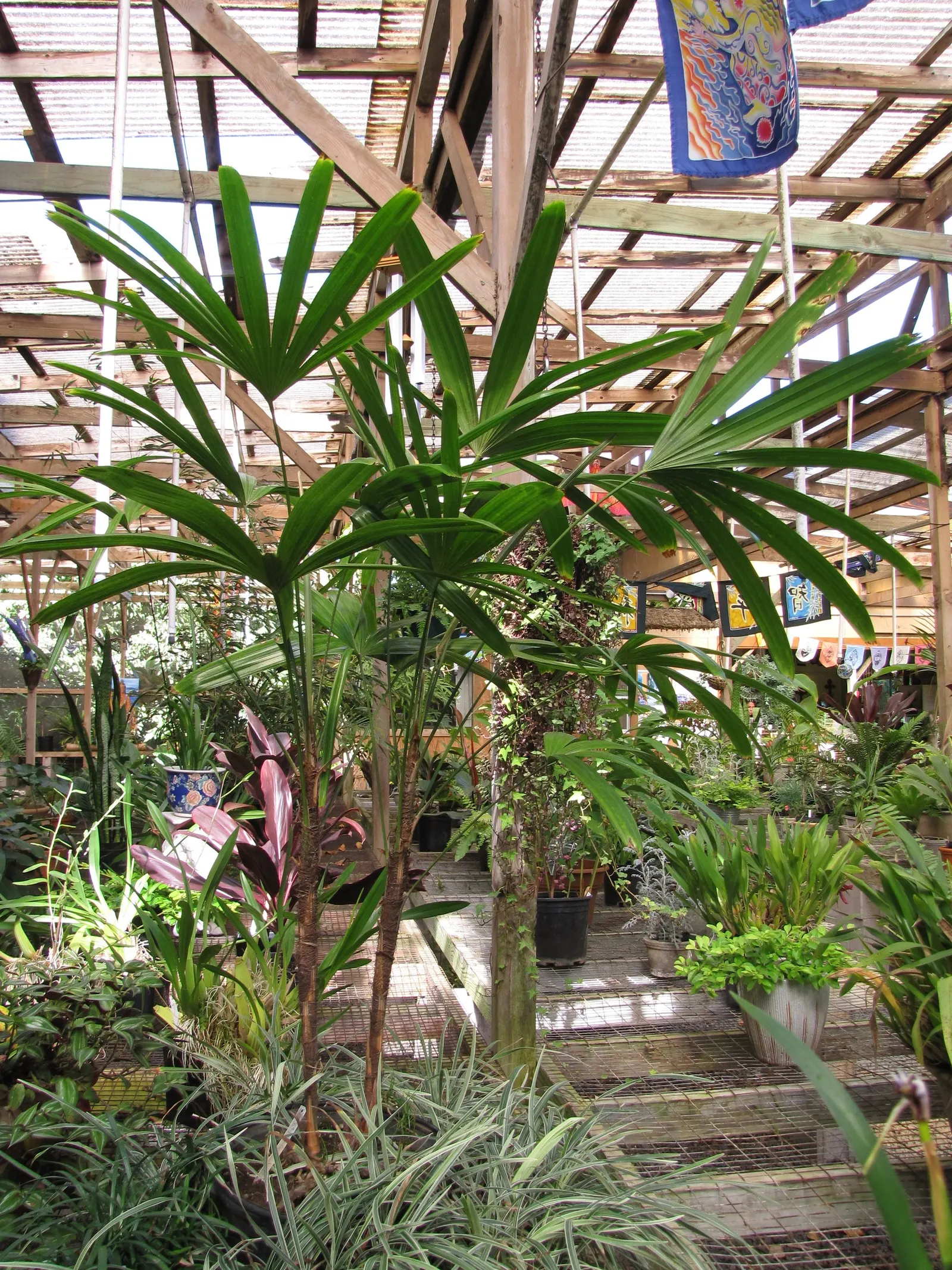 Mexican Bamboo Palm (Chamaedorea Microspadix) — Perfect for accenting shaded garden spots; dense texture and requires moderate watering
